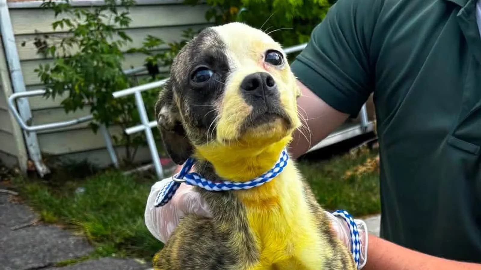 Rescataron a una perra abandonada y descubrieron que su pelaje estaba teñido de amarillo
