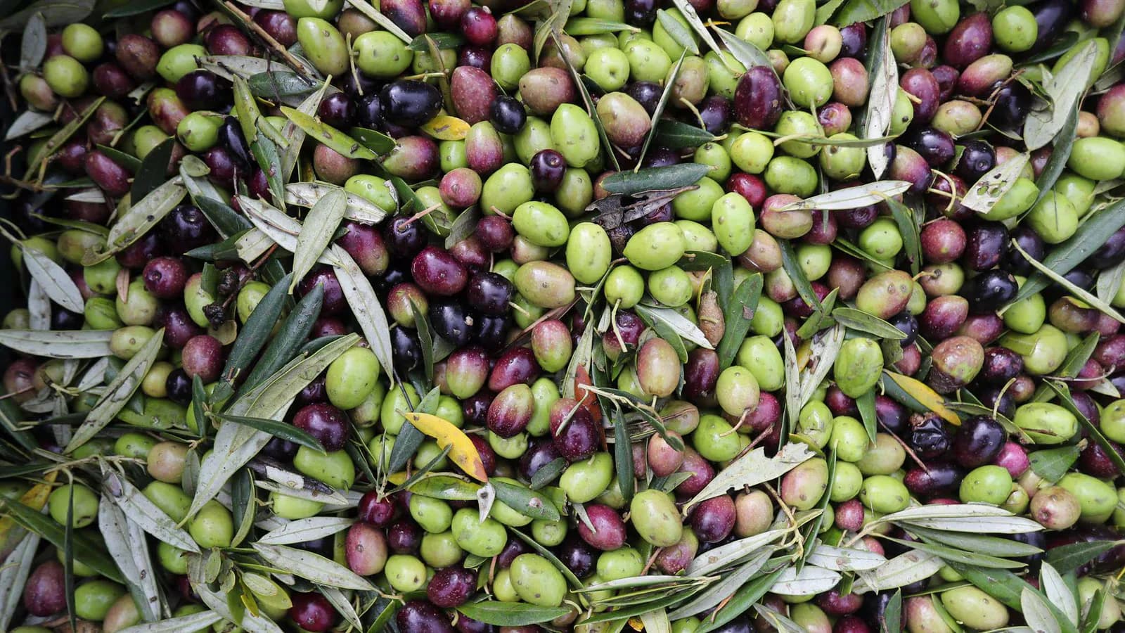 Las exportaciones agroalimentarias españolas a Estados Unidos cayeron 10% en 2025