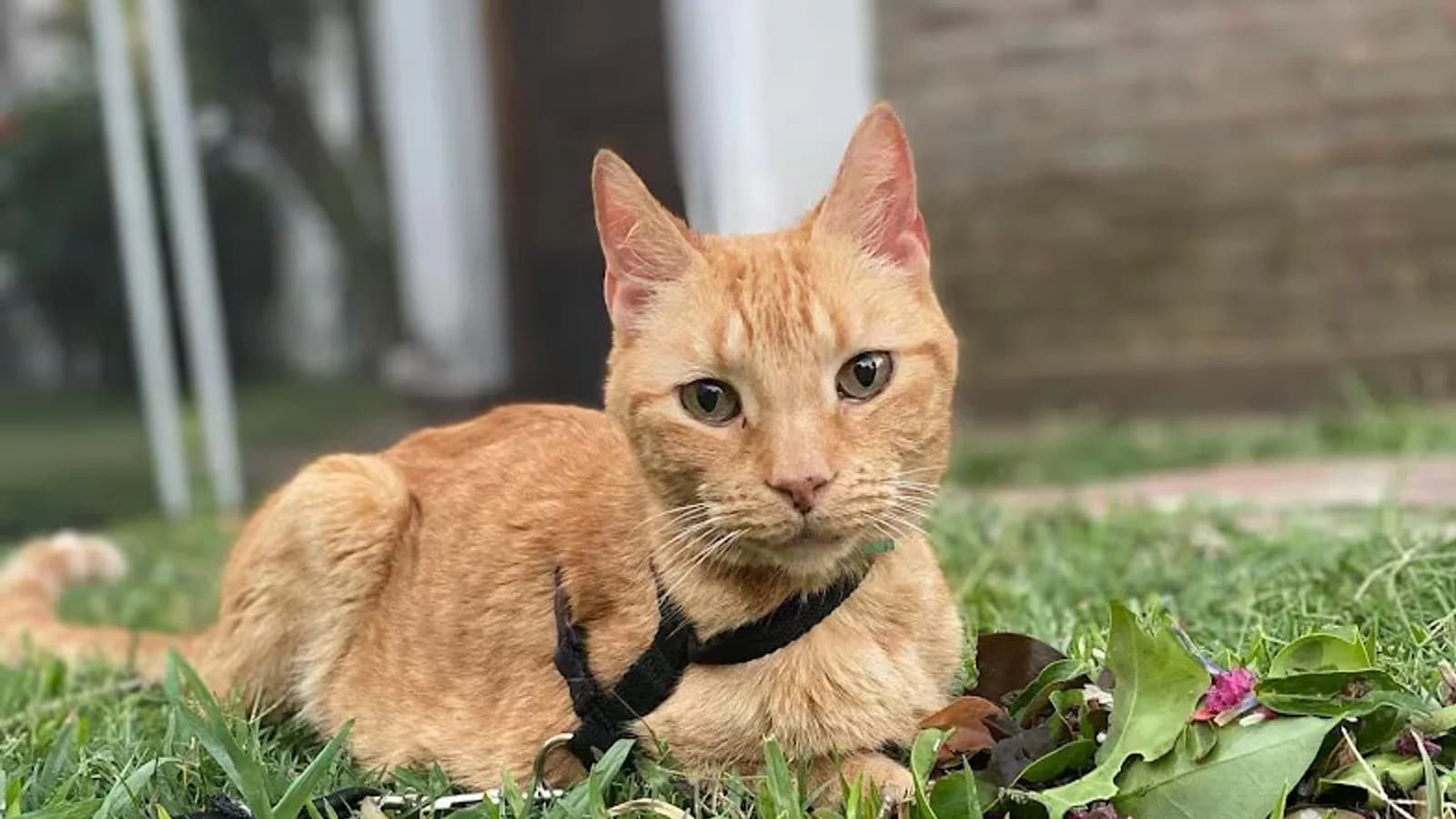 Vio a Felipe en una veterinaria y decidió adoptarlo: “Empezó a cambiar mi vida”