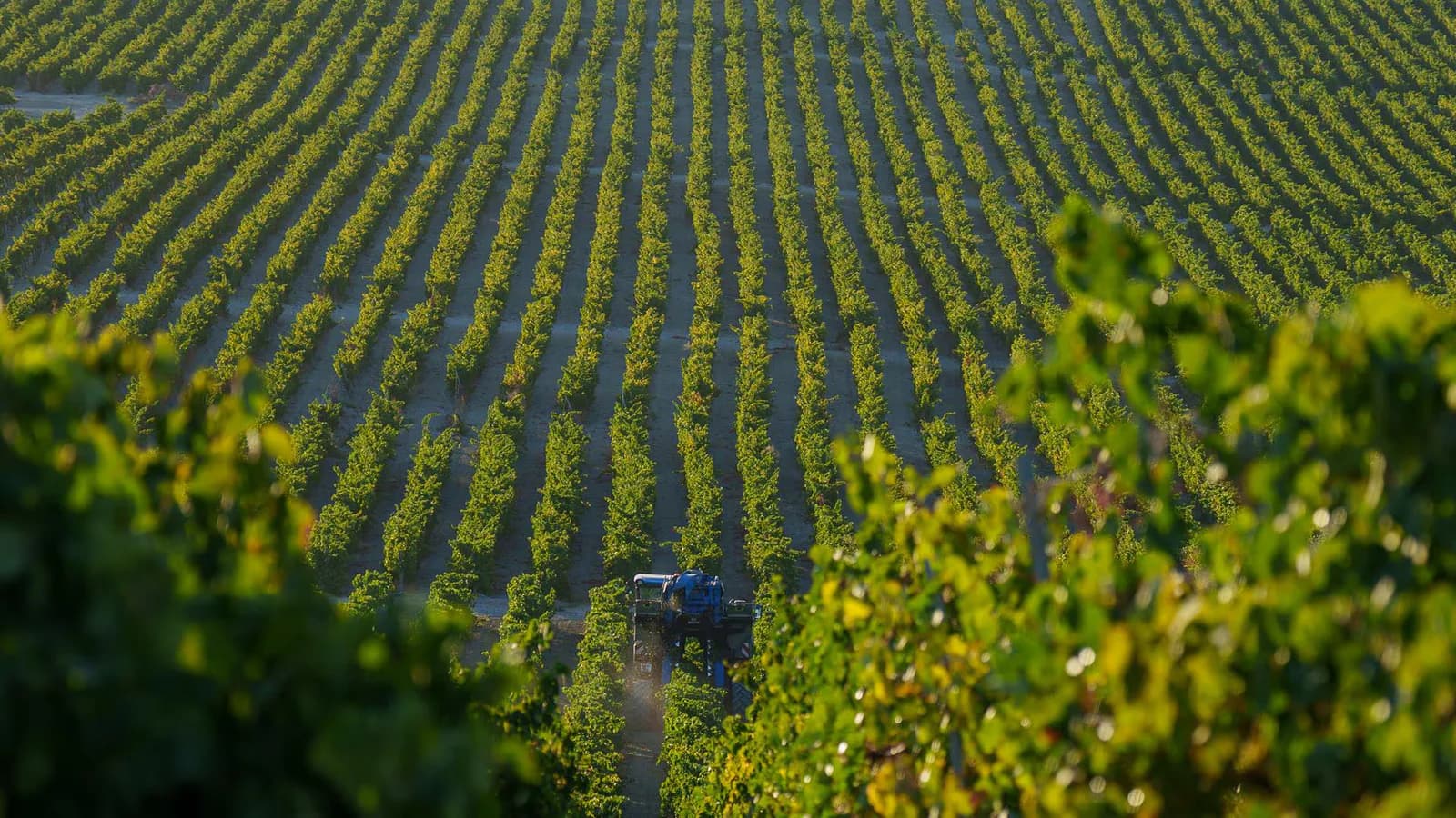 La agricultura profundiza el agotamiento de las aguas subterráneas a nivel global