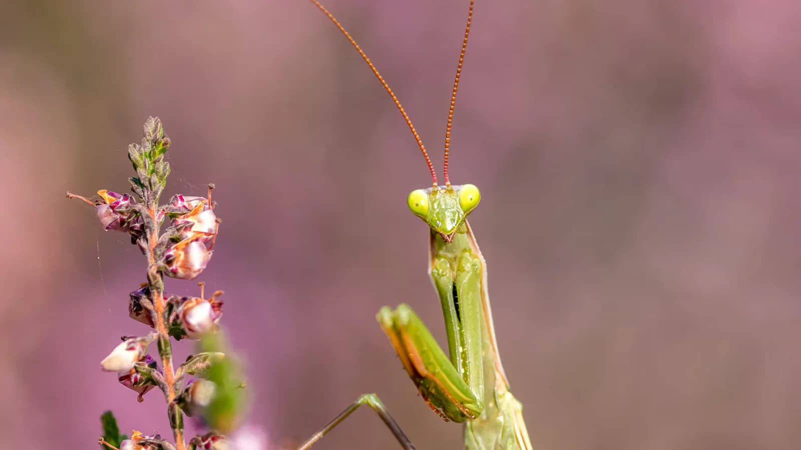 Mantis: los nombres que evocan su postura y su ferocidad