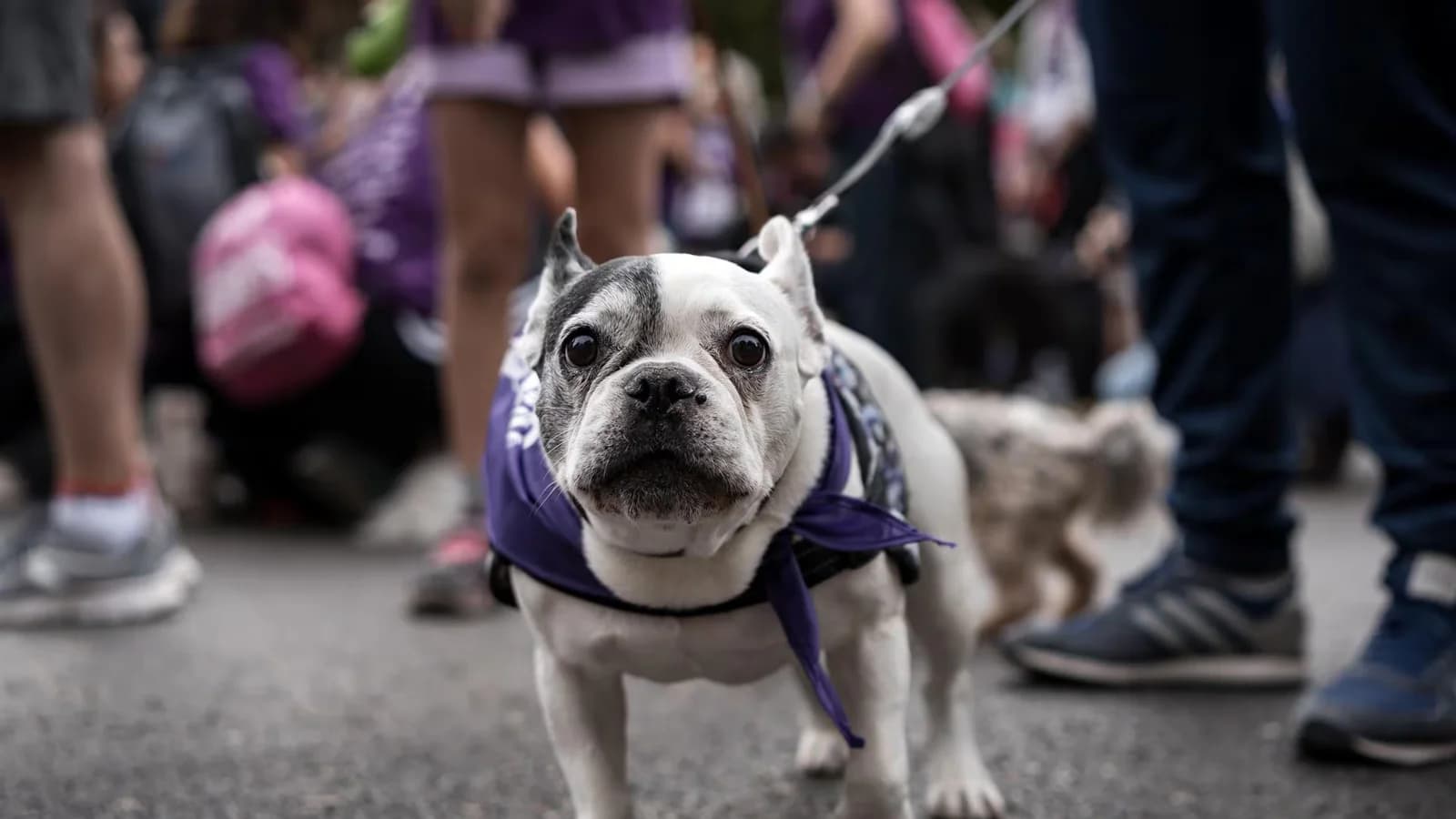 Sumar reclama un protocolo nacional para accidentes de tránsito con mascotas