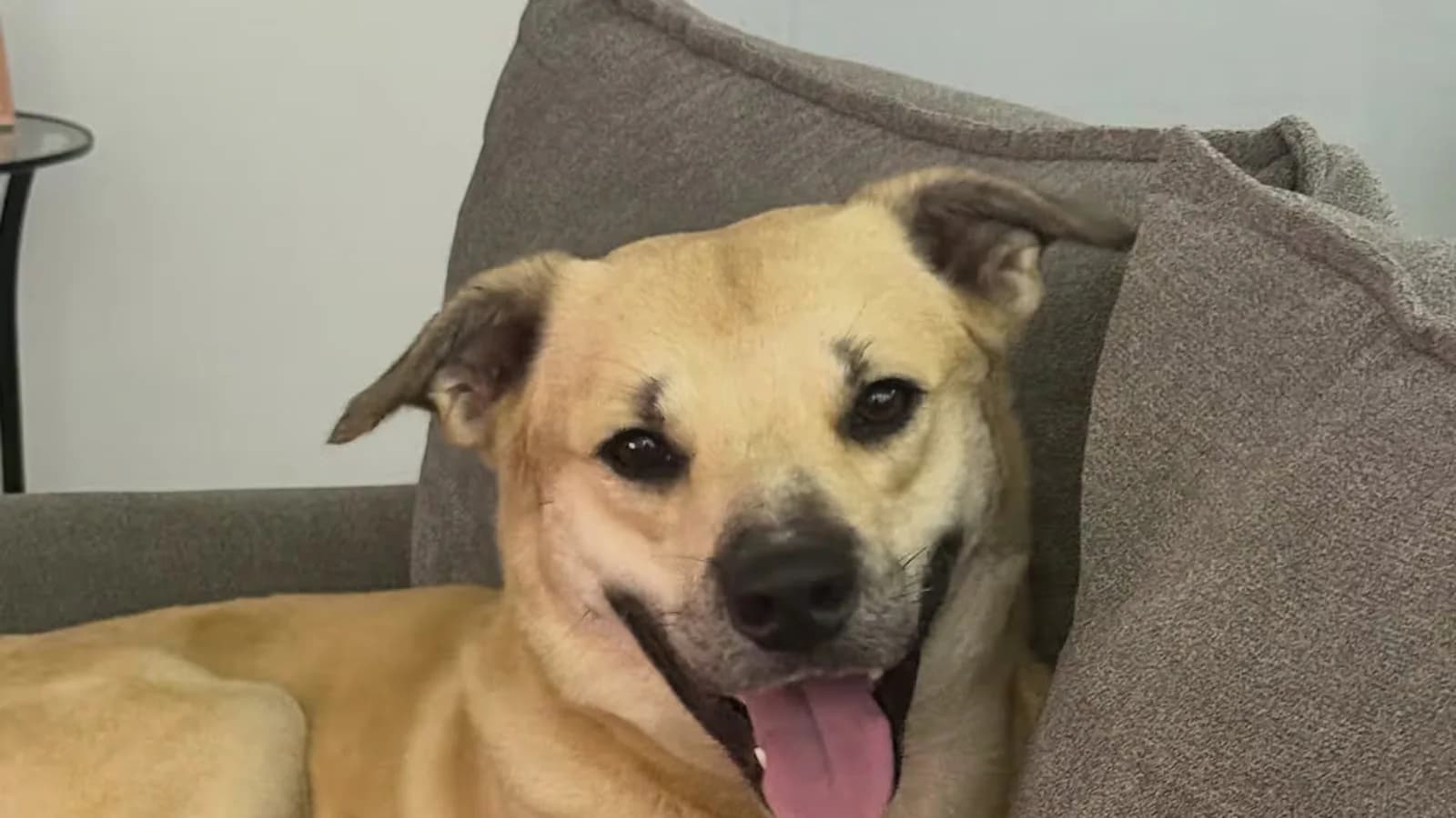 Le ofreció comida a un perro bajo la lluvia y el animal eligió refugiarse en su auto