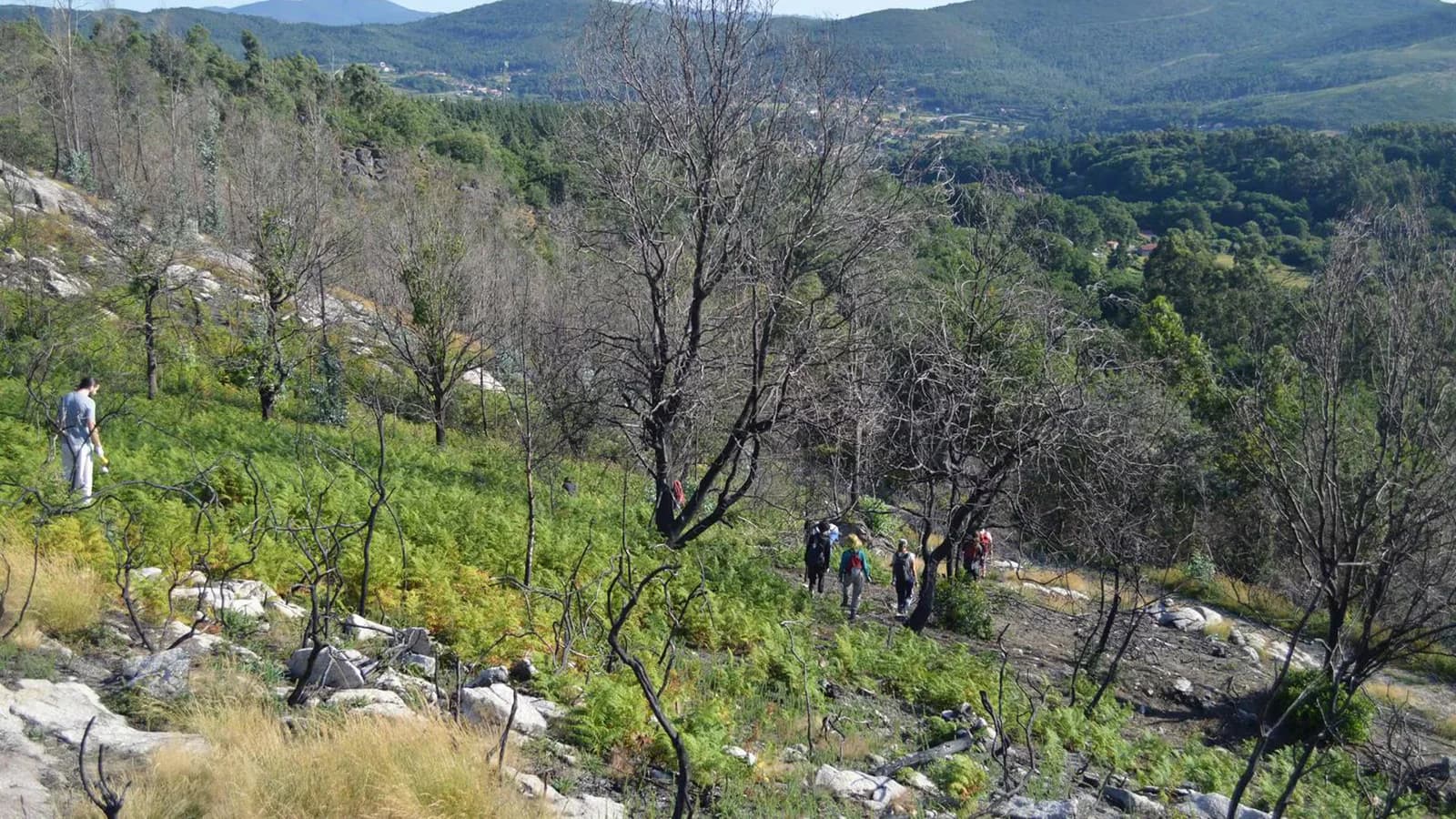 El Gobierno abre la puerta a reconocer como víctimas a montes comunales expropiados durante el franquismo