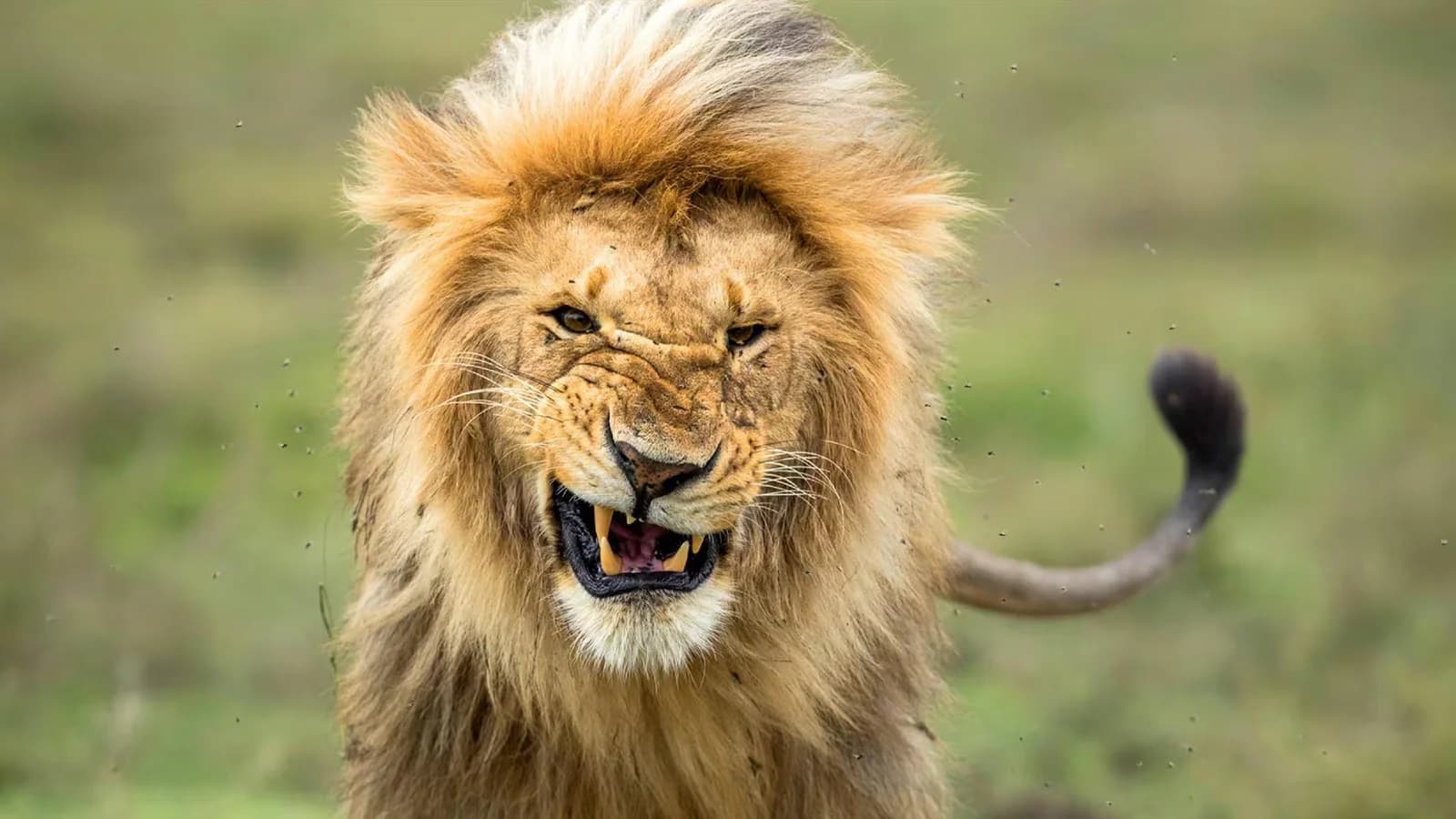 Investigan la muerte por presunto envenenamiento de diez leones en Tanzania
