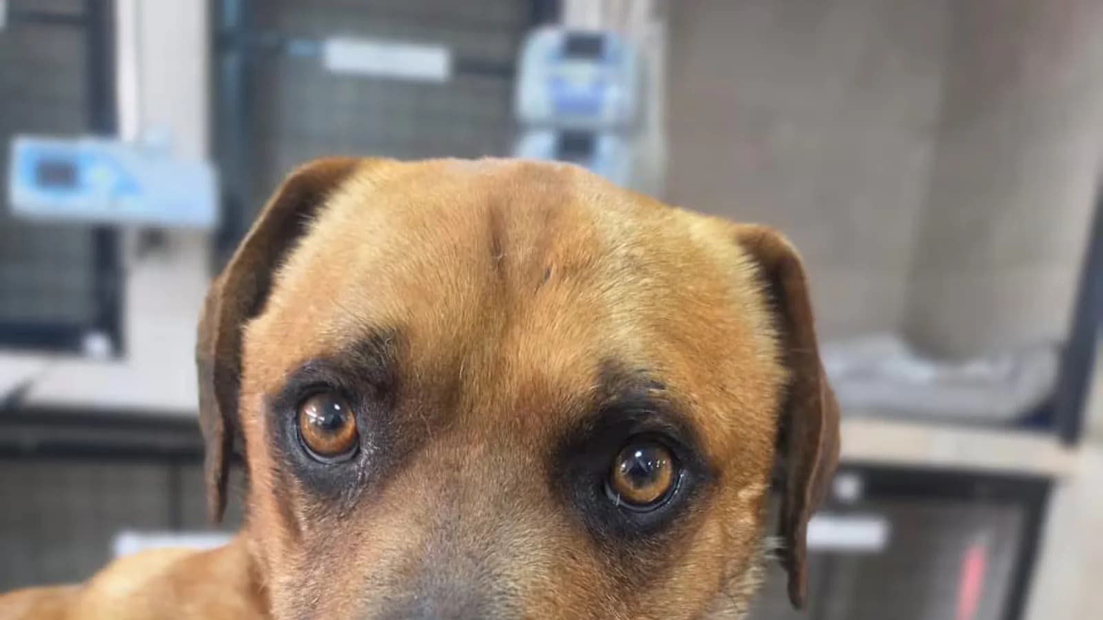 Un perro fue herido por una cortadora de césped durante tareas municipales en Merlo