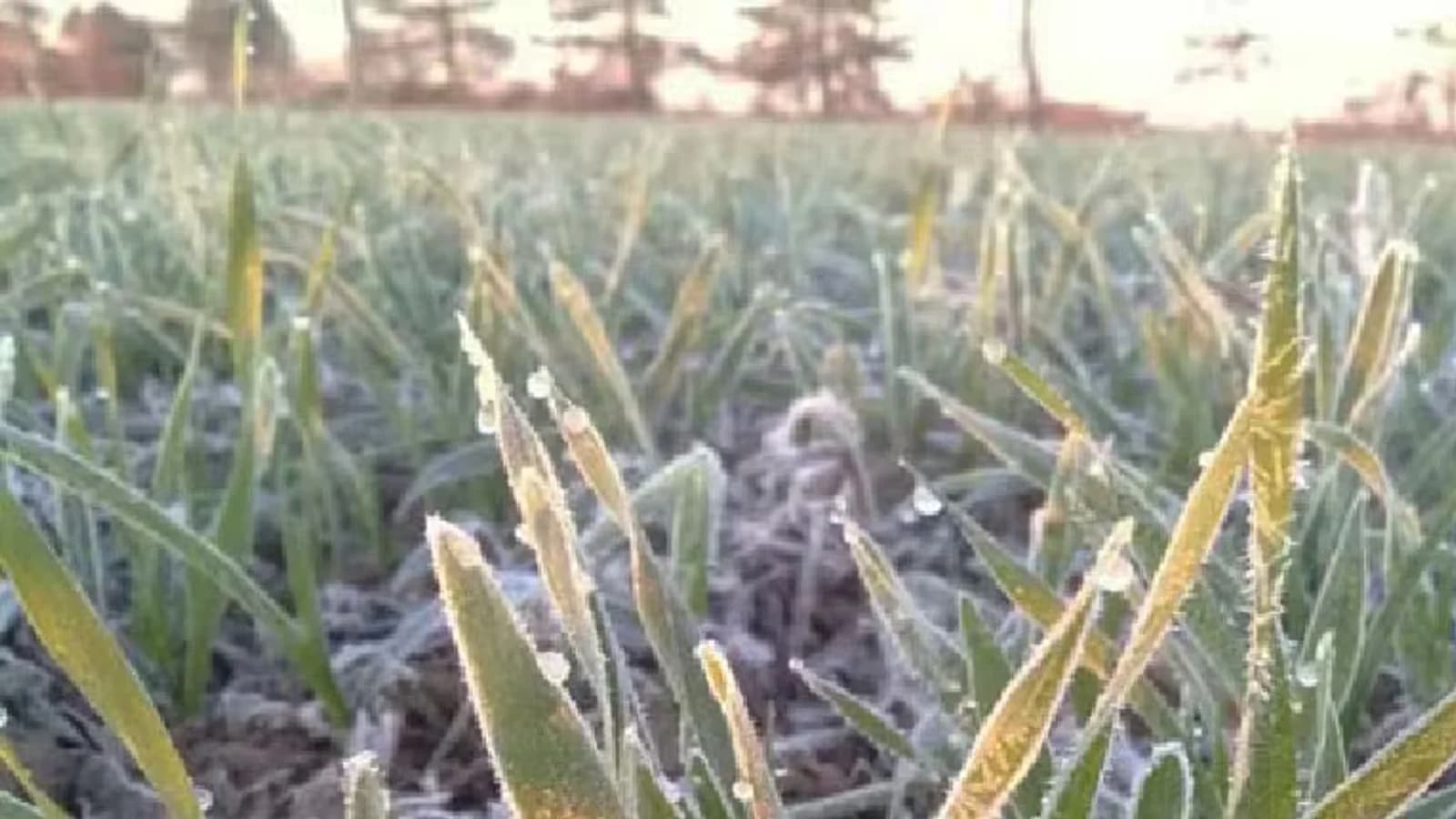 El trigo conserva una buena condición pese a las heladas y la falta de lluvias
