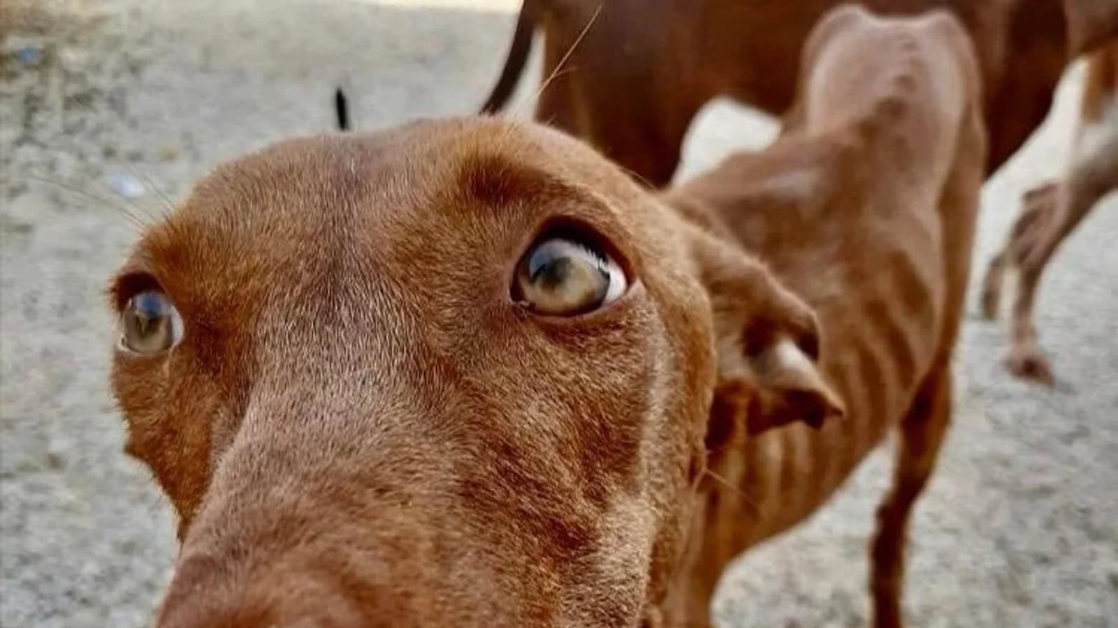 Juzgan a un hombre acusado de maltratar a varios perros en una finca de Berja