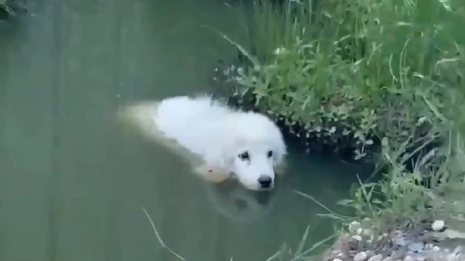 Rescataron a una cachorra herida que estaba atrapada en un estanque en Texas