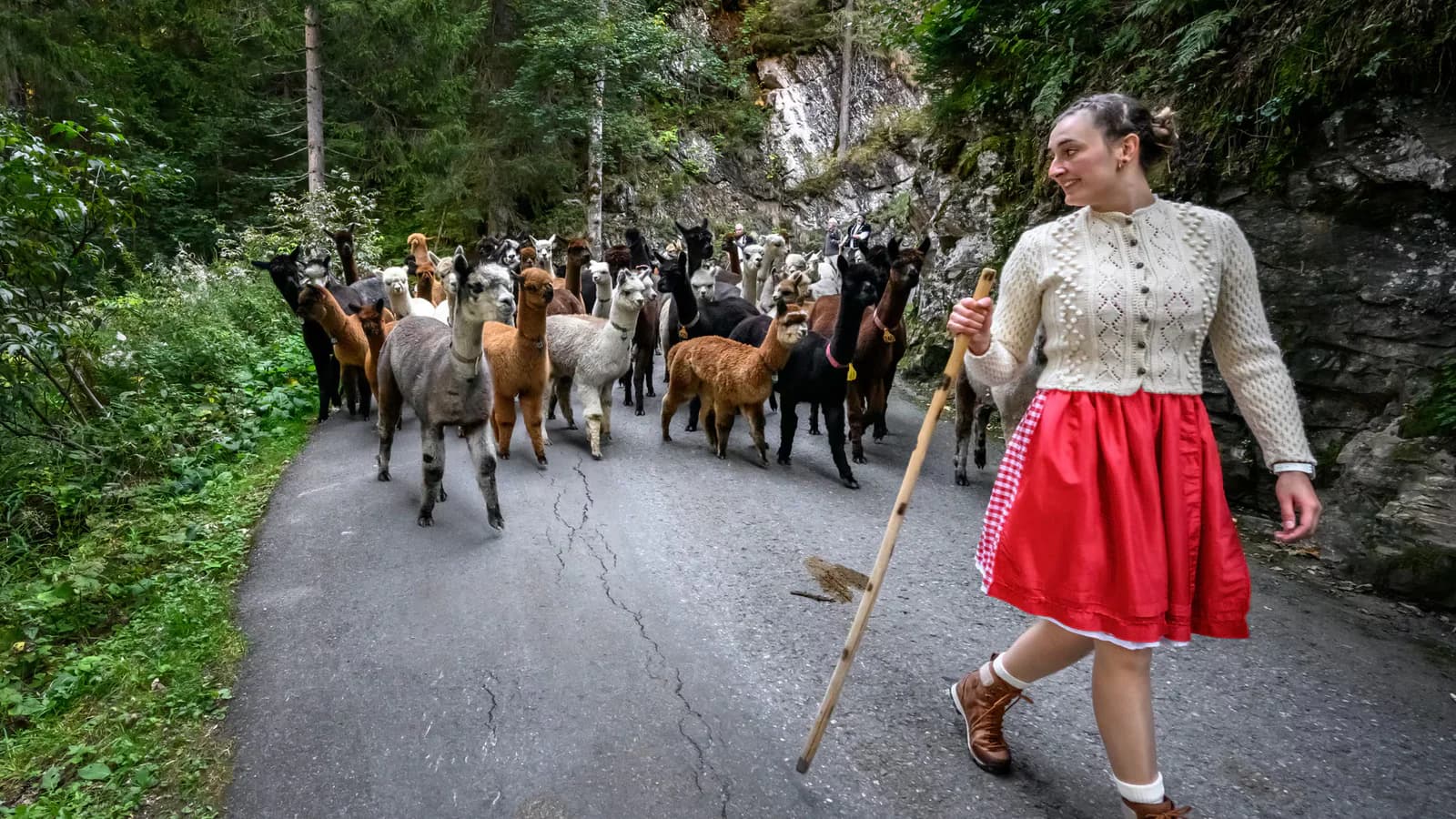 El arreo de alpacas que anticipa el otoño en los Alpes suizos