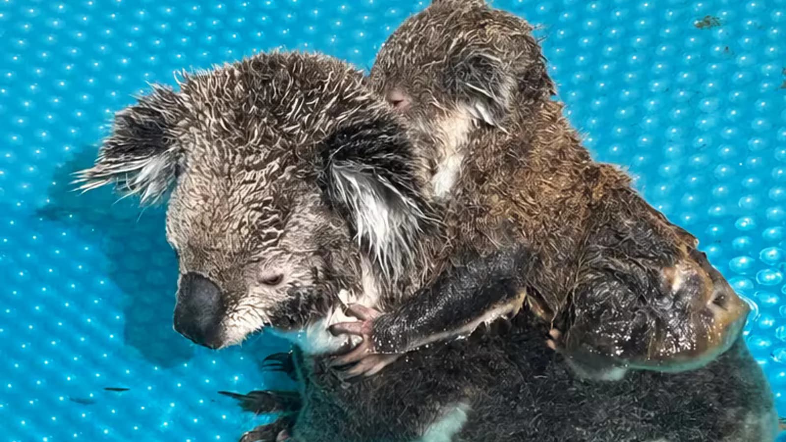 Rescataron a una koala y su cría de una pileta en Australia