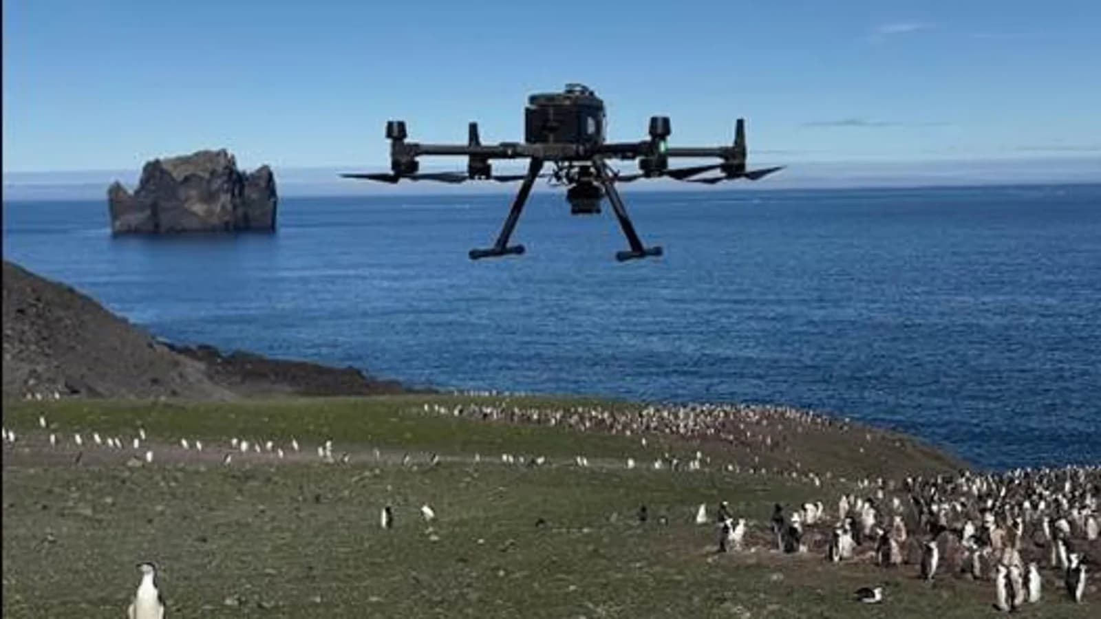 Un estudio estima que el guano de pingüinos barbijo emite casi 500.000 toneladas de metano al año