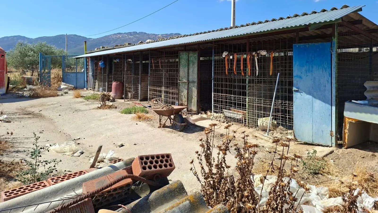 Detuvieron al dueño de una rehala de Toledo tras hallar 14 perros muertos