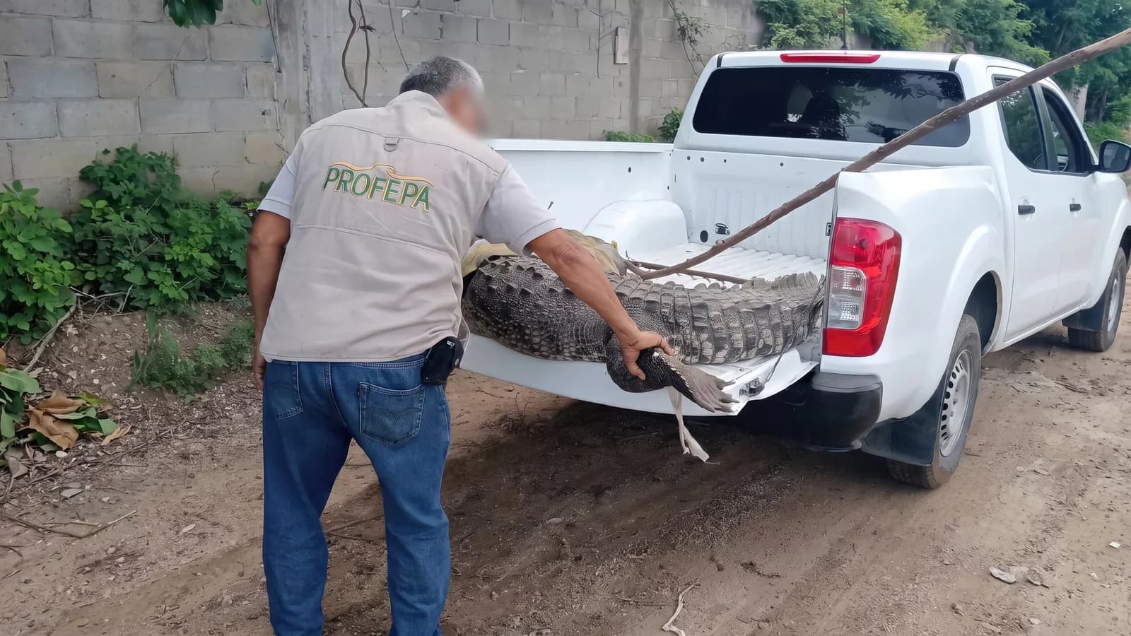 Reubican un cocodrilo de 2,30 metros hallado en la Zona Diamante de Acapulco