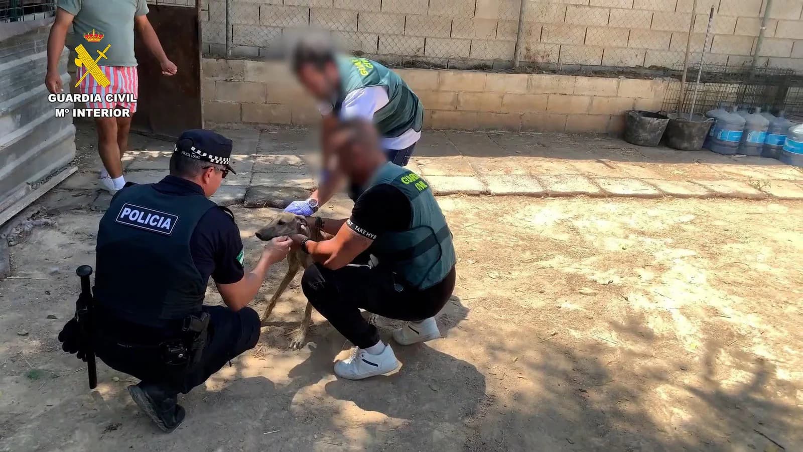 Detuvieron a cuatro personas por el robo y maltrato de ocho galgos en Sevilla
