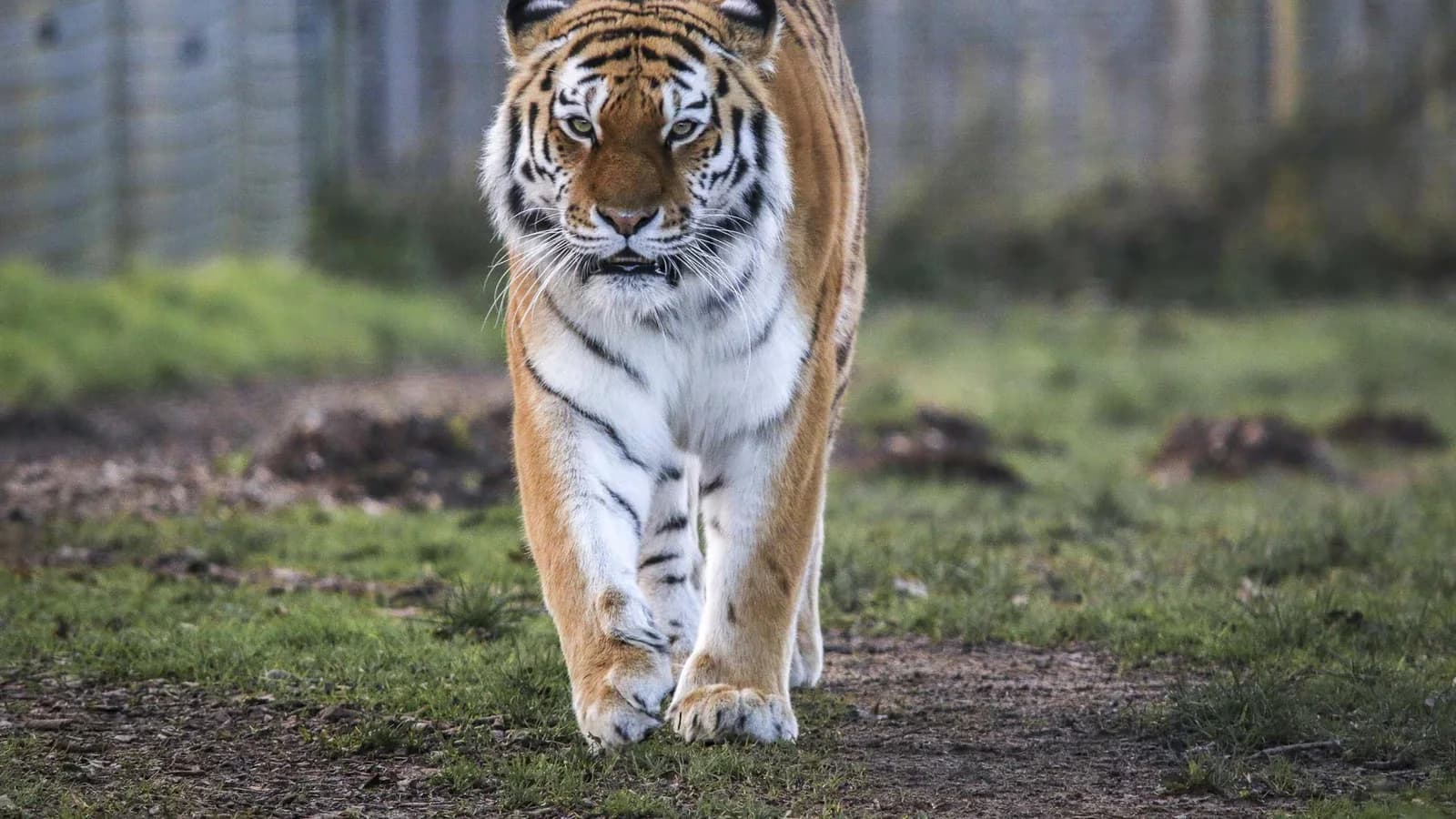 Muere un hombre tras entrar al recinto de un tigre en un zoológico inglés