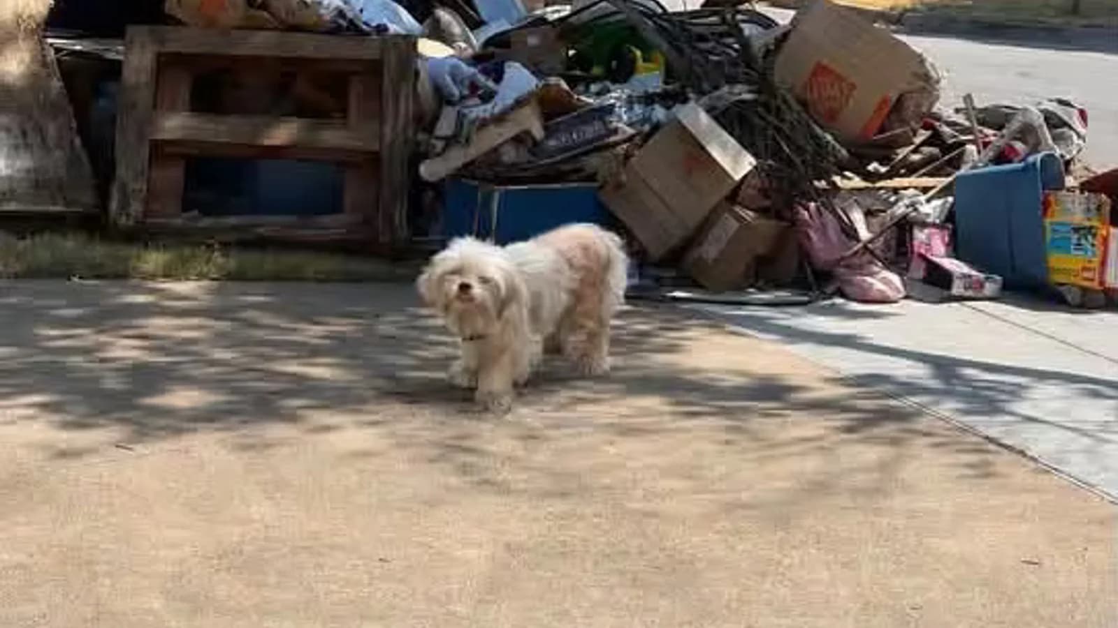 Abandonaron a una perrita junto a la basura y esperó tres días a que volvieran