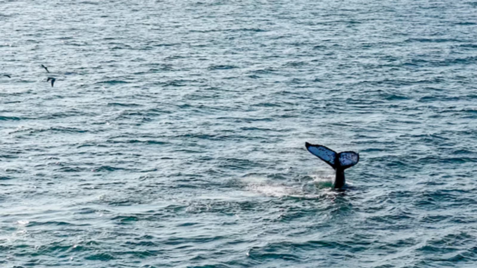Comienza la temporada de avistamiento de ballenas jorobadas en el norte de Perú