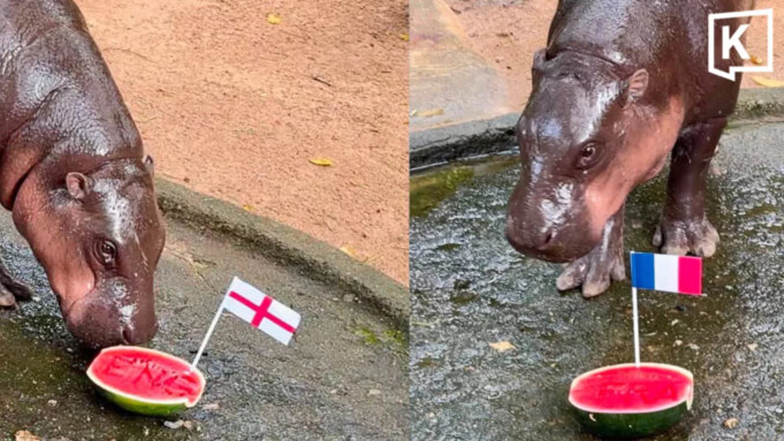 Moo Deng eligió a Francia e Inglaterra para la final del Mundial