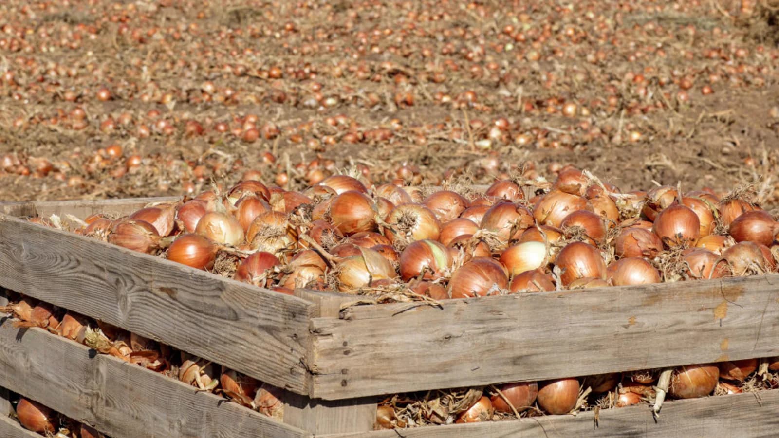 Un productor de Lebrija regalará más de 200 toneladas de cebolla