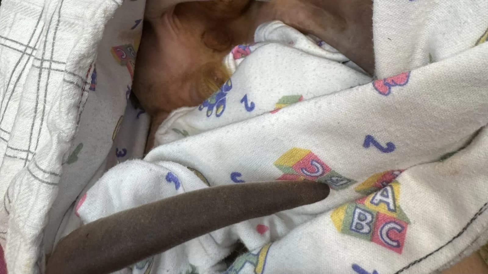 Rescataron a una cría de canguro de la bolsa de su madre atropellada