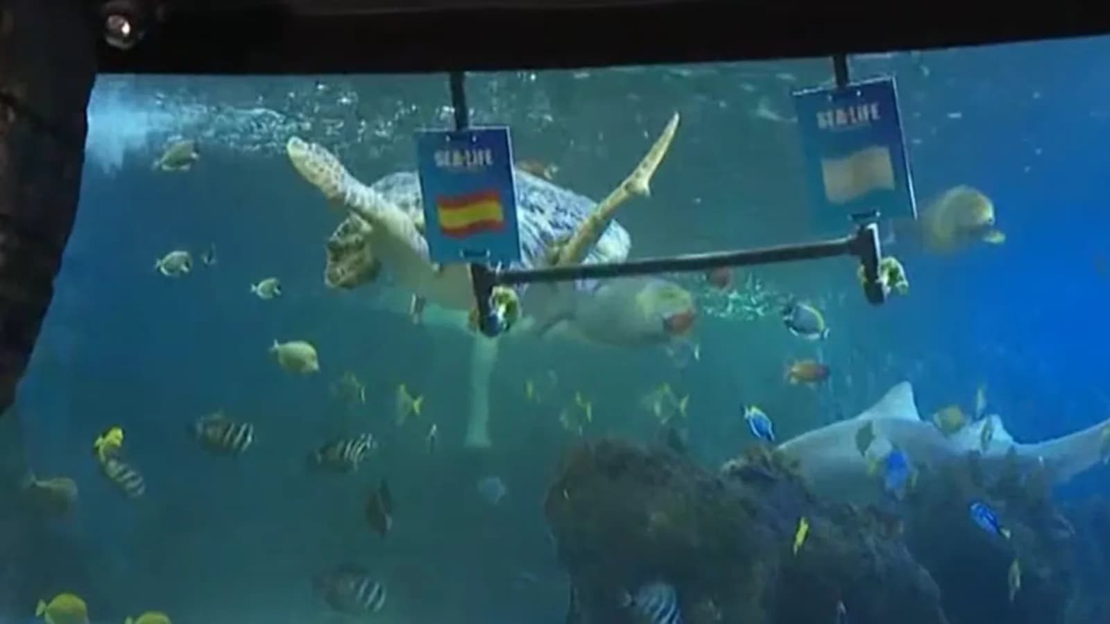 La tortuga Yellow pronosticó un triunfo de España ante Argentina en la final del Mundial