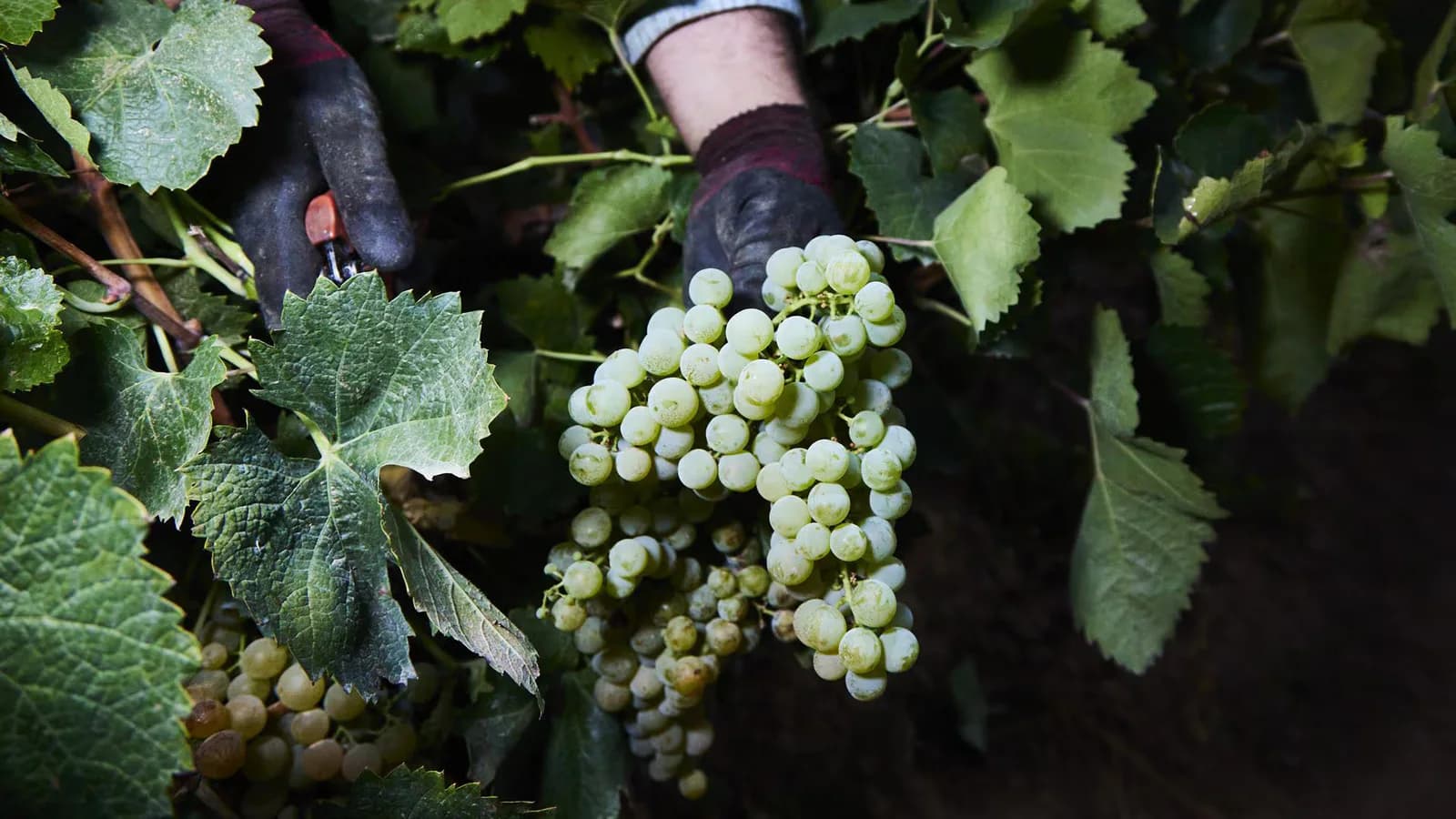 España adapta las ayudas vitivinícolas y apícolas de la PAC para 2028
