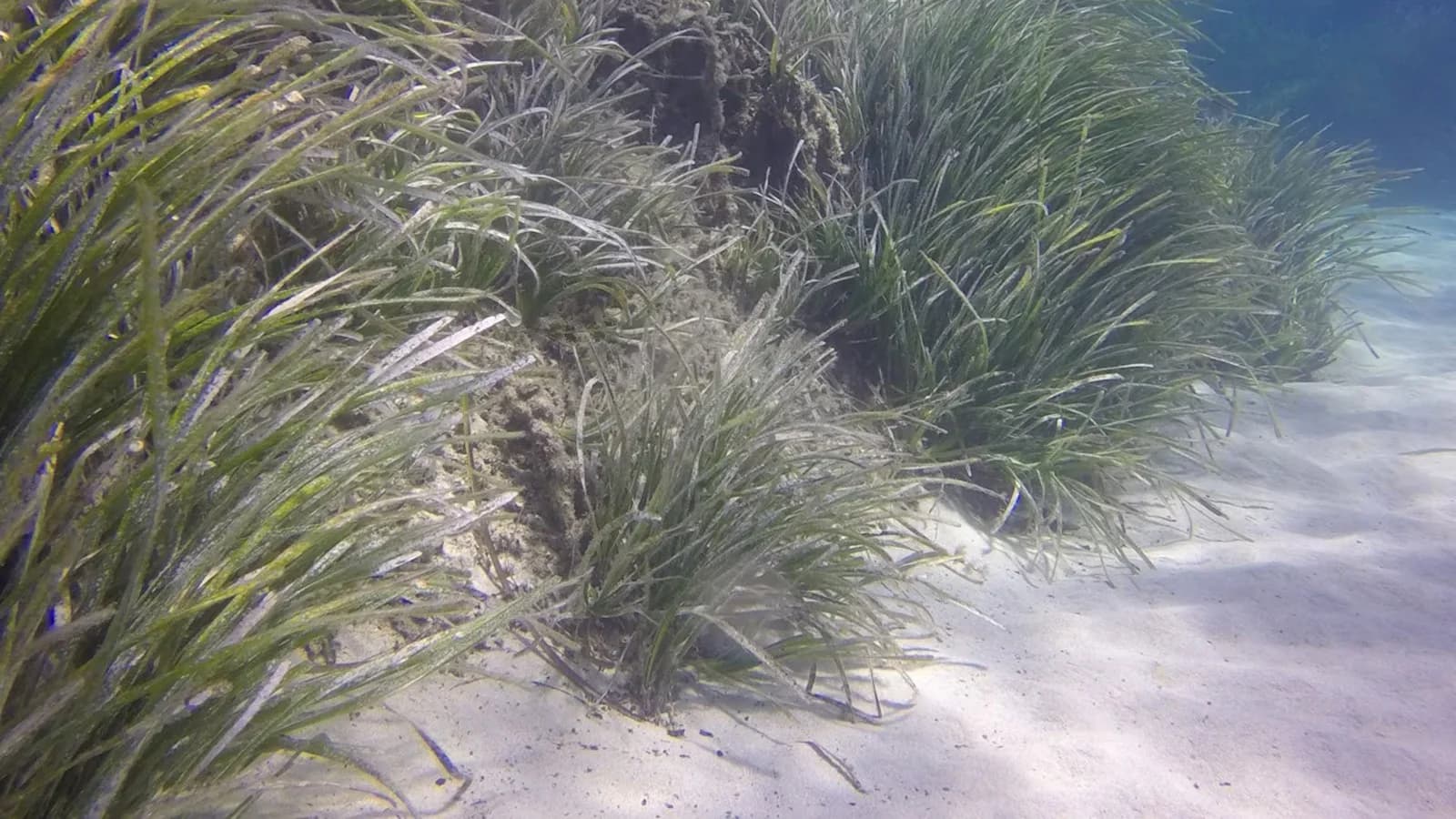 El deterioro de ecosistemas costeros puede liberar mercurio al ambiente