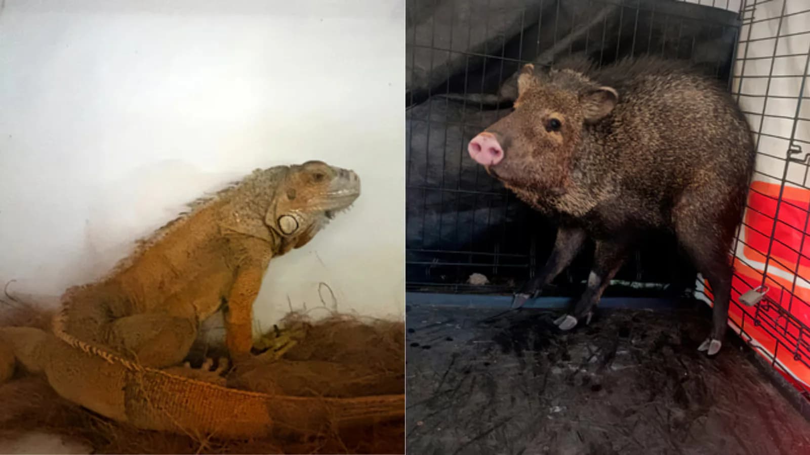 Profepa recuperó casi 30 animales silvestres durante operativos en Aguascalientes y Durango