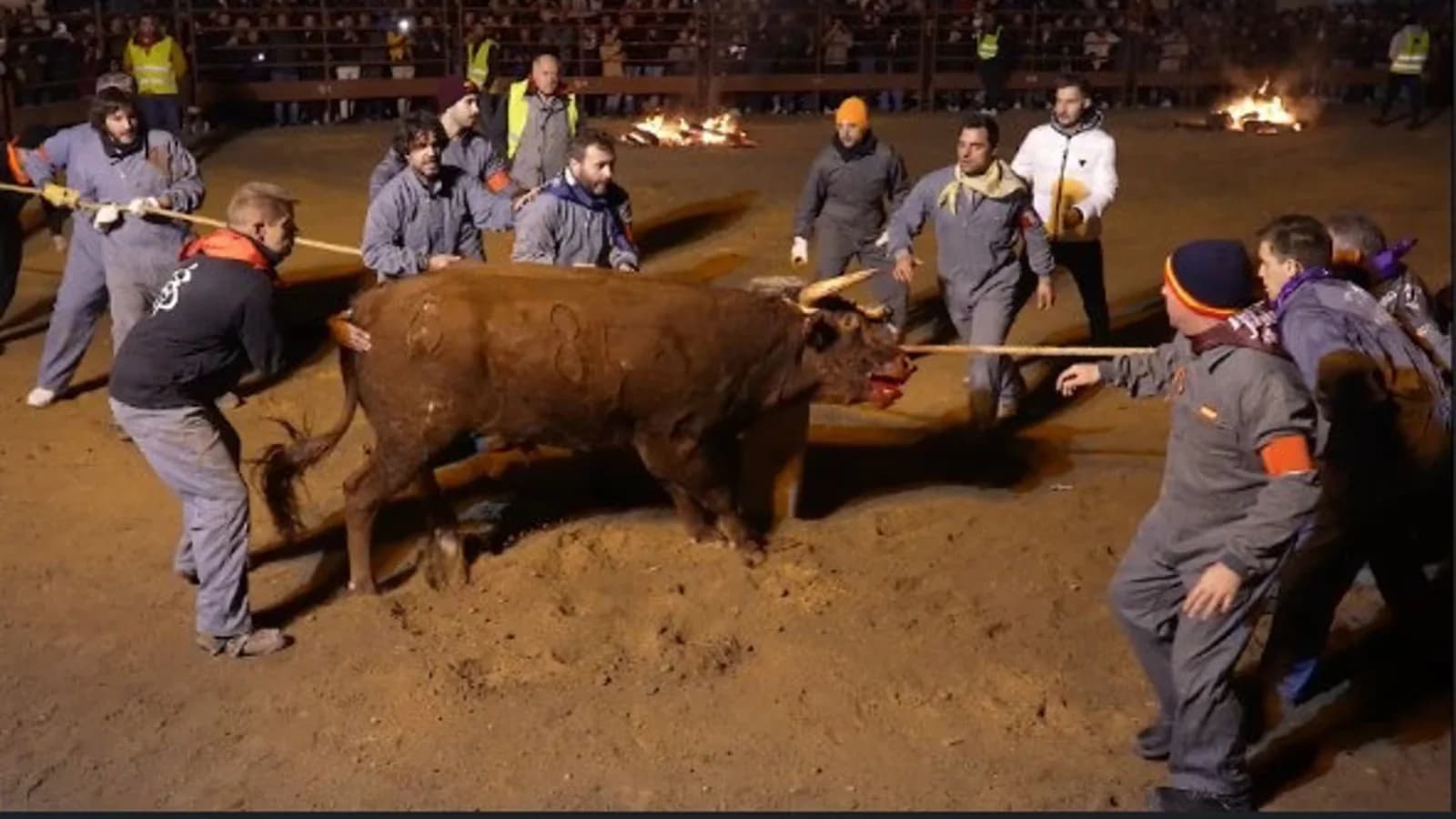 PACMA impugna la declaración del Toro Jubilo de Medinaceli como BIC