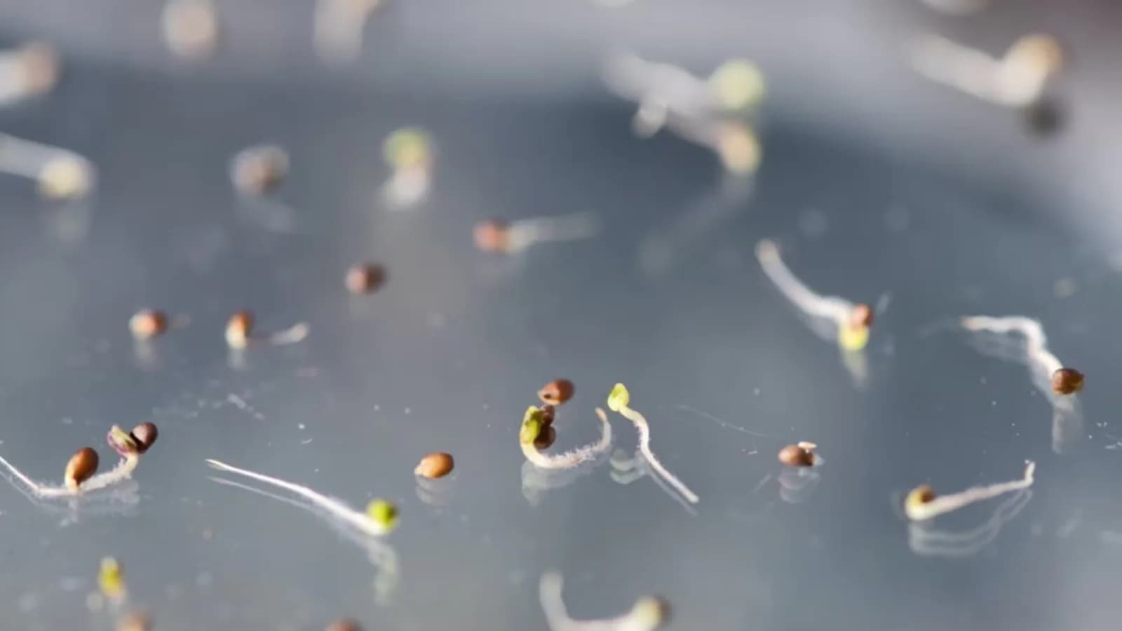 Un estudio analiza las redes moleculares que regulan la vida de las semillas