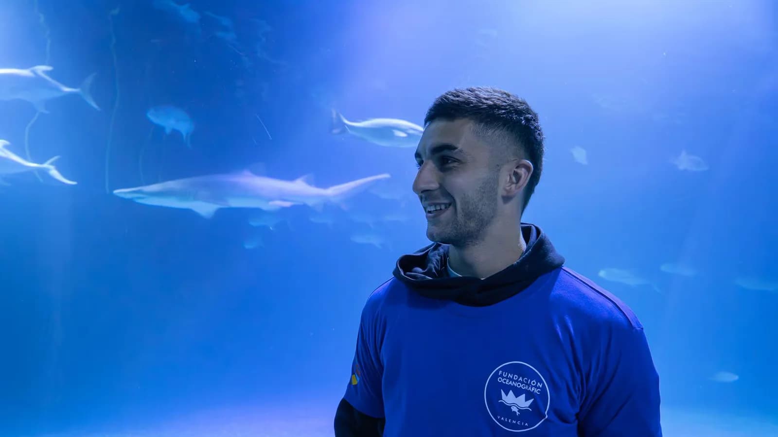 El Oceanogràfic de València bautizó a un tiburón gris como Ferran Torres