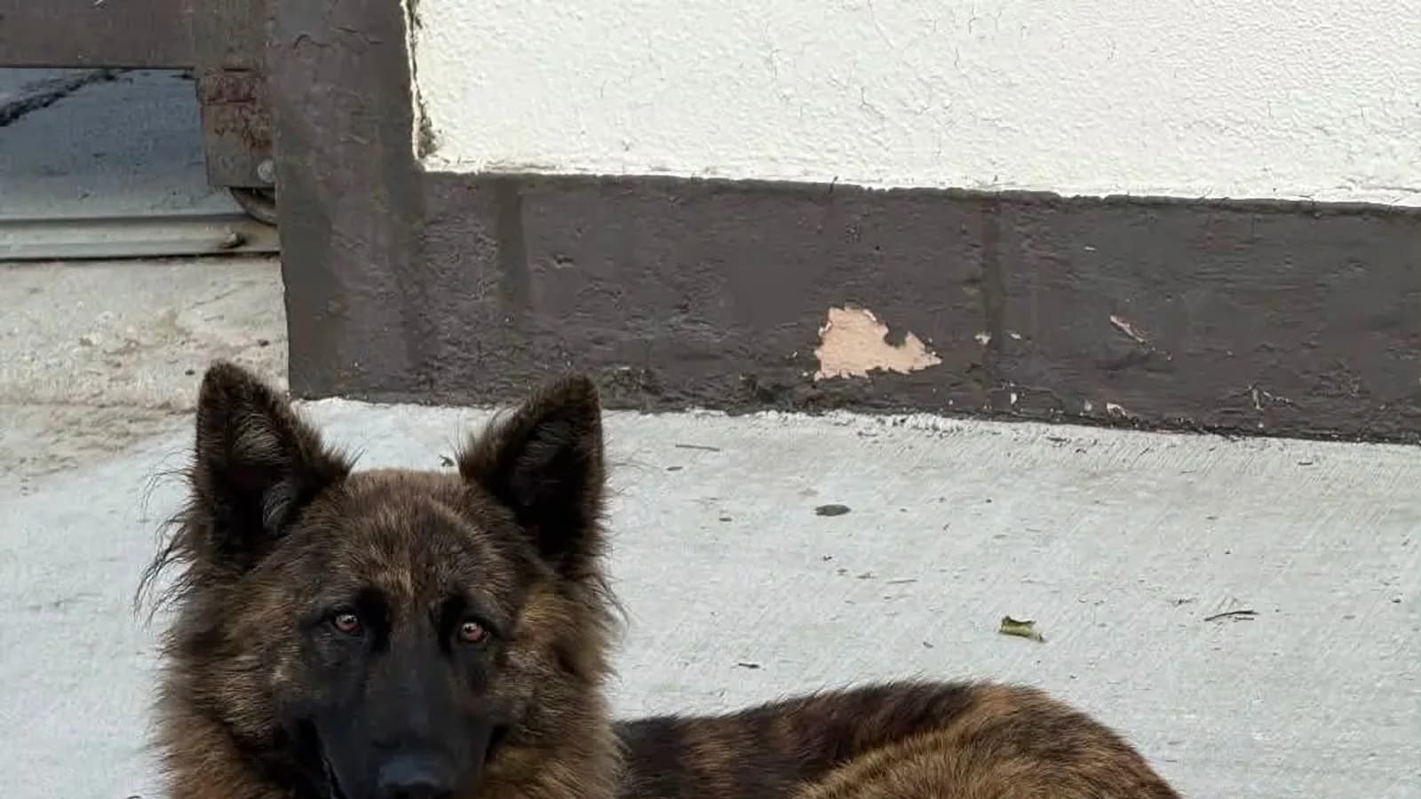 Dos perros fueron rescatados tras quedar expuestos en una avenida concurrida