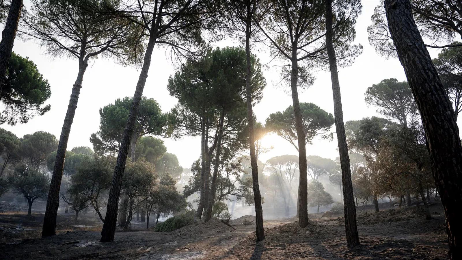 Los incendios en Madrid, Ávila y Toledo ya afectaron 77.000 hectáreas
