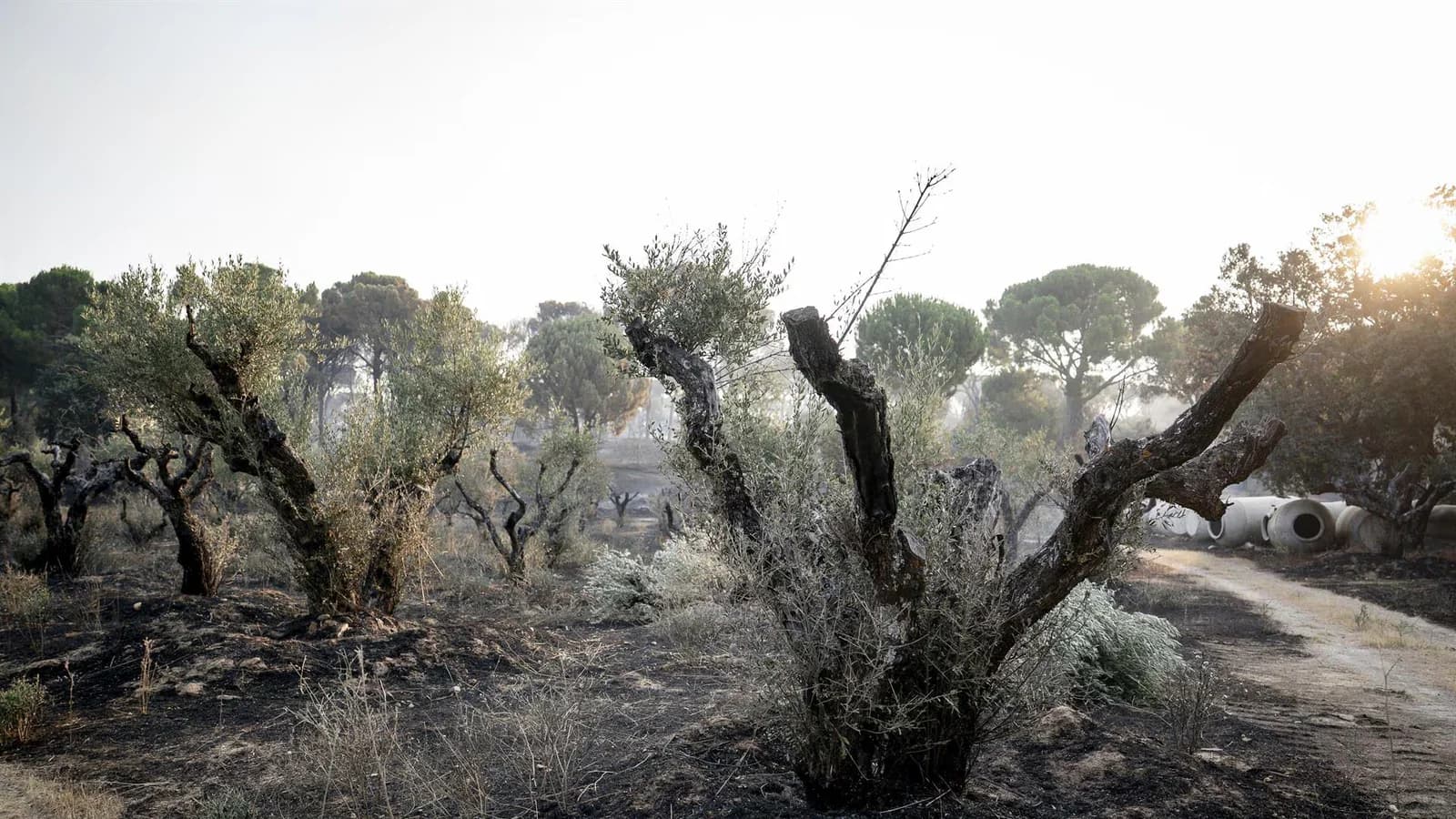 El Gobierno anticipa nuevas evacuaciones por los incendios en Madrid, Ávila y Toledo