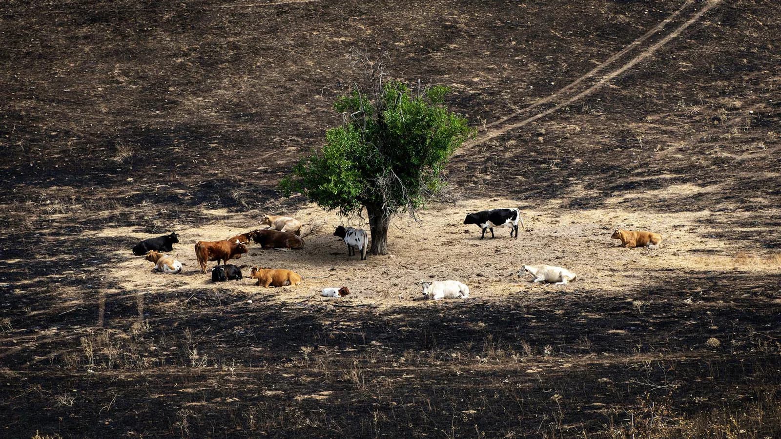 UPA reclama una respuesta política urgente ante los incendios forestales en España
