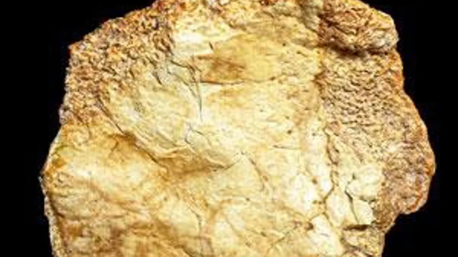 Hallan en Ruidera un fragmento craneal del género Homo de más de 200.000 años
