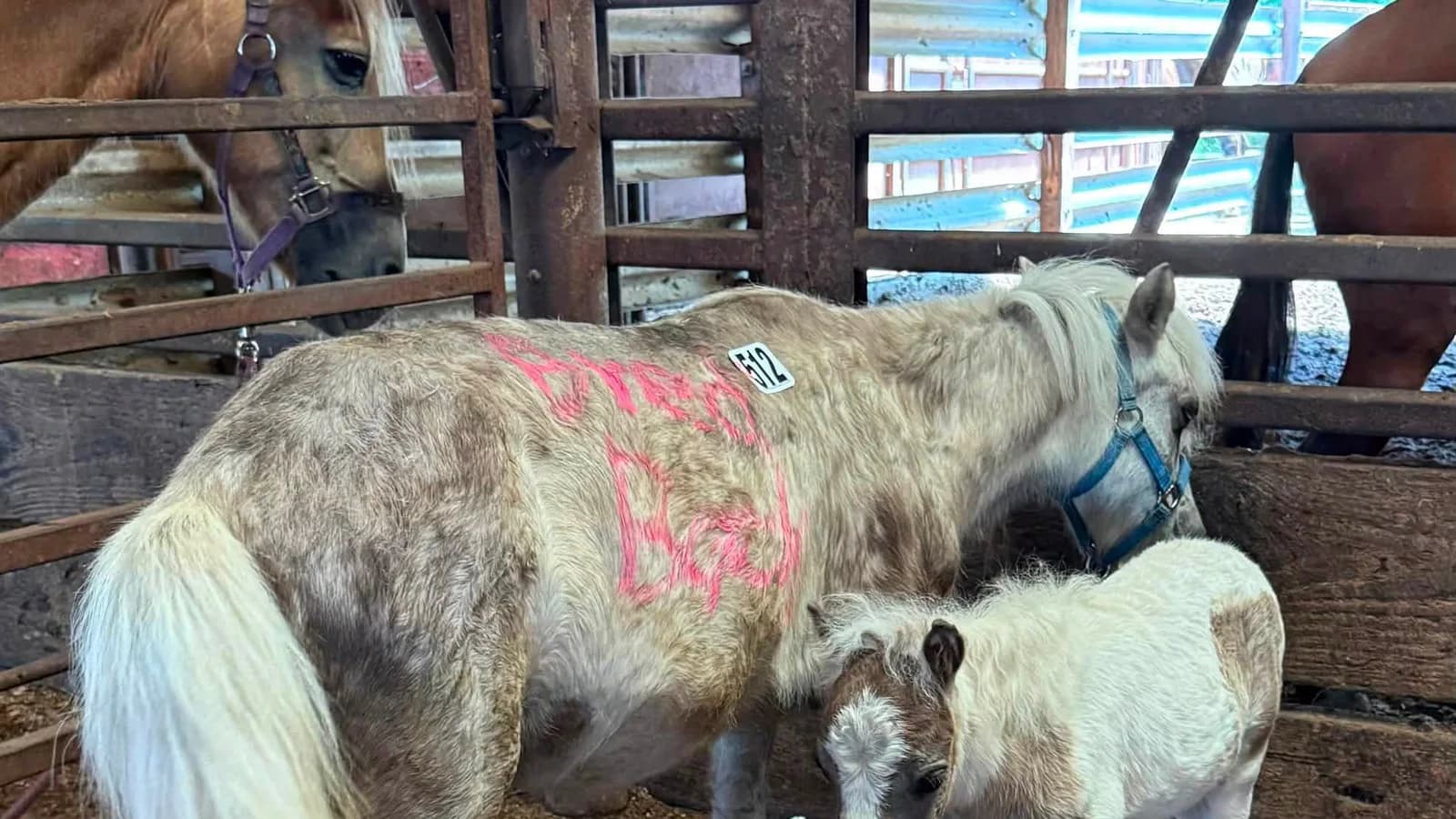 Rescataron a una mini yegua y su cría de una subasta de caballos