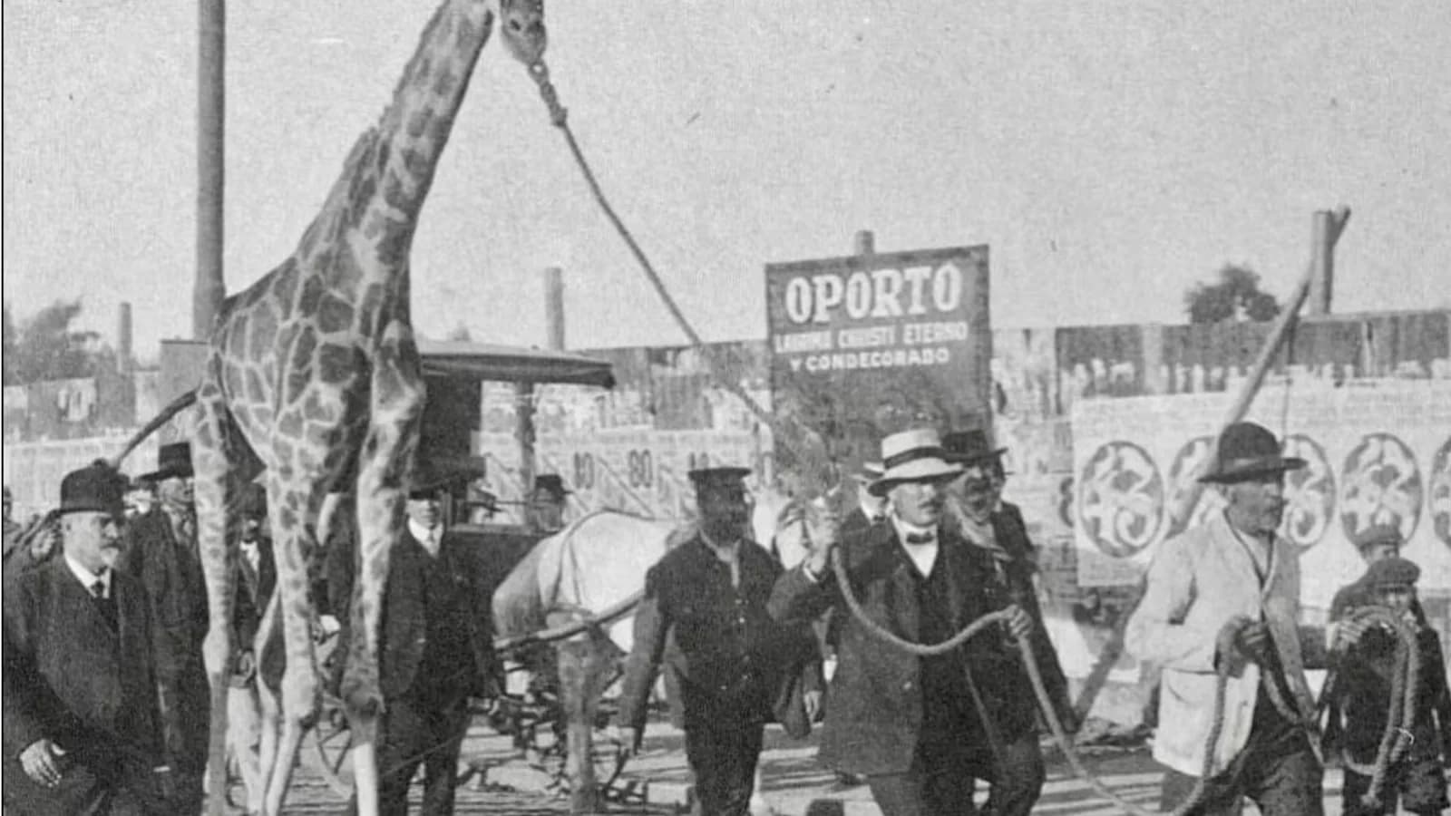 La insólita caminata de una jirafa por las calles de Buenos Aires