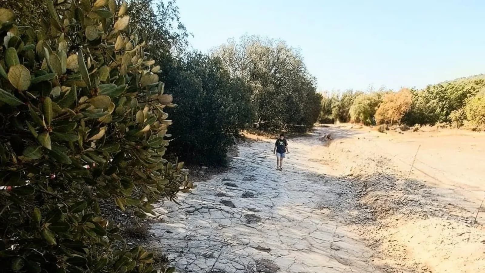 Dinópolis presentará el rastro más largo de un saurópodo del Jurásico español