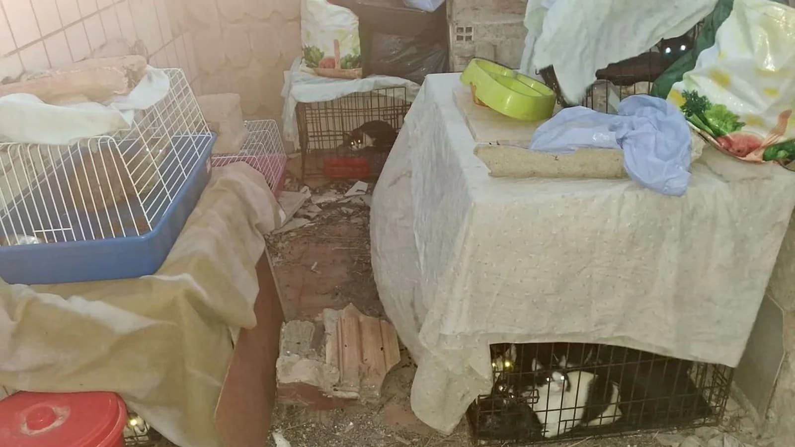 Rescatan a 24 gatos hacinados en transportines en edificios abandonados de Cartagena