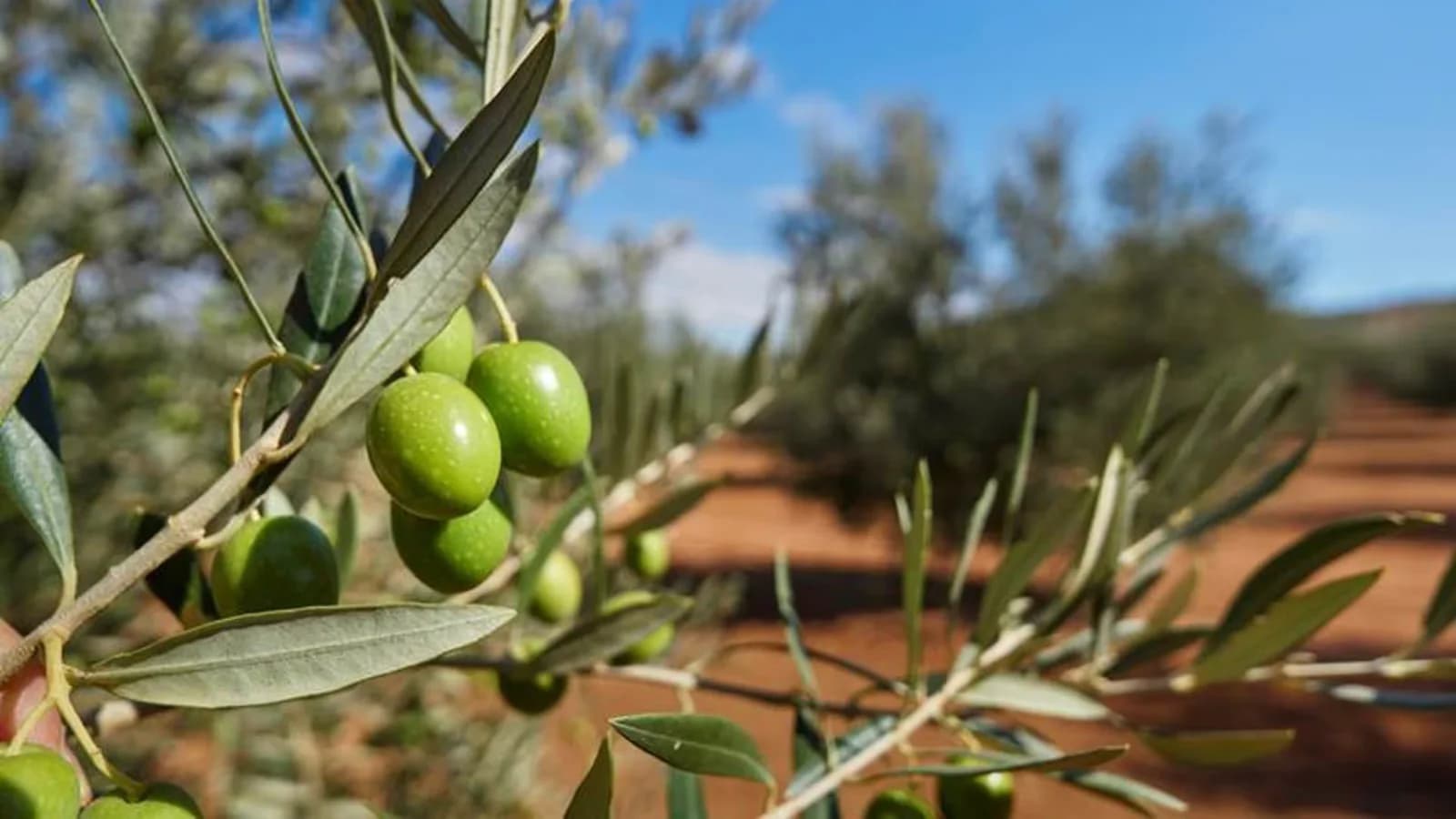 Una plataforma con IA permite ajustar el riego de cada árbol en los cultivos