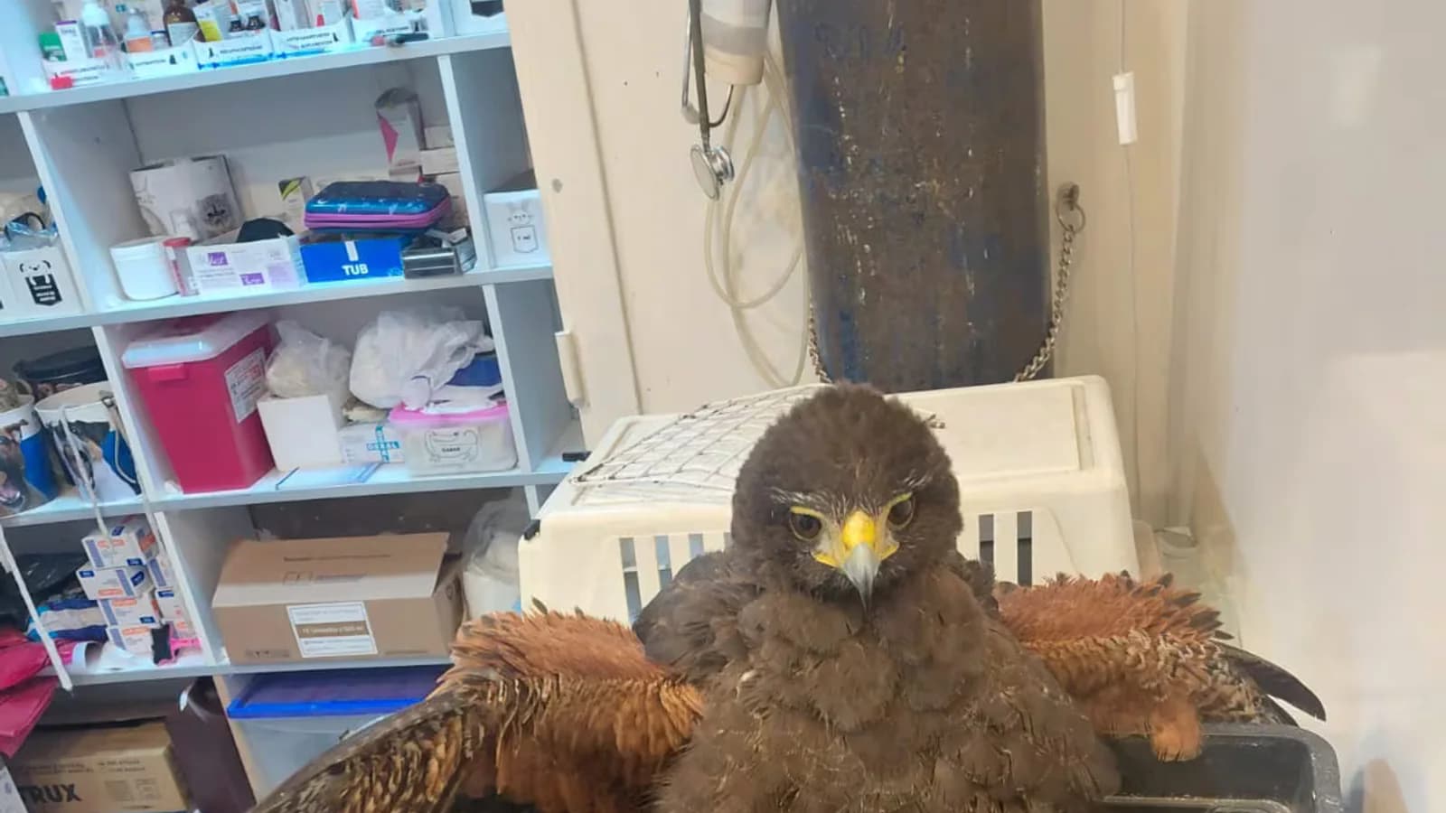 Rescató un ave herida tras la tormenta y recorrió siete cuadras en busca de ayuda