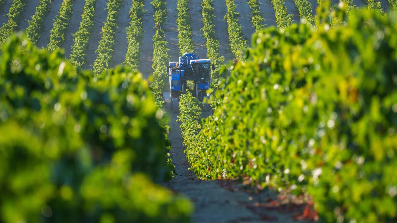 El vino de Jerez apuesta por productos premium ante la caída de las exportaciones