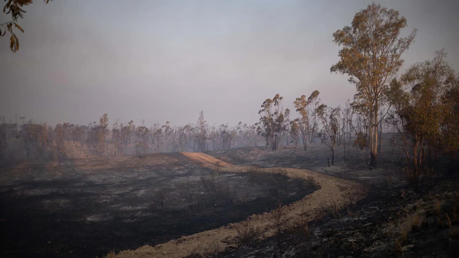 Incendio en Niebla: destacan avances, pero advierten por cambios de viento