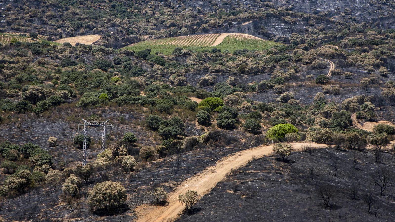 Ingenieros agrónomos ofrecen apoyo técnico para recuperar zonas afectadas por incendios