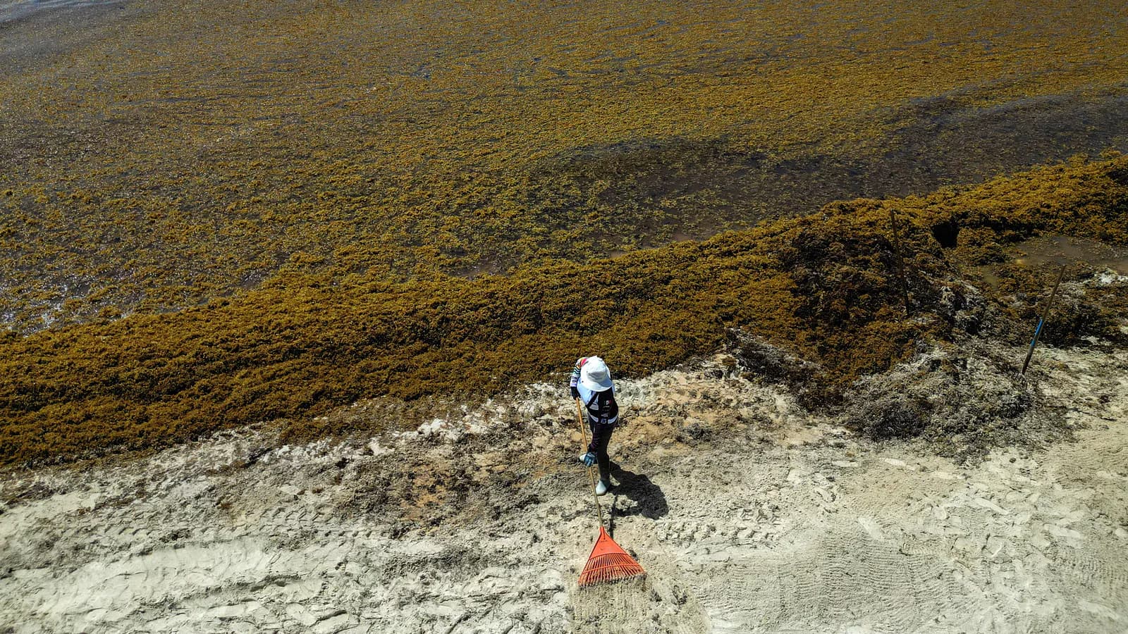 Sargazo: por qué las algas llegan a las playas paradisíacas