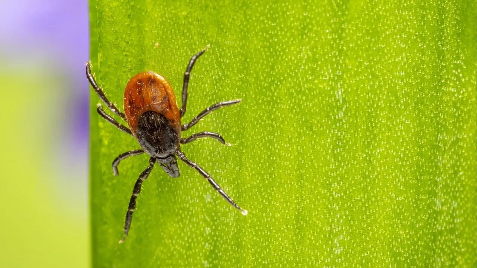 Gastroenteritis, otitis y enfermedades por picaduras: los riesgos del verano