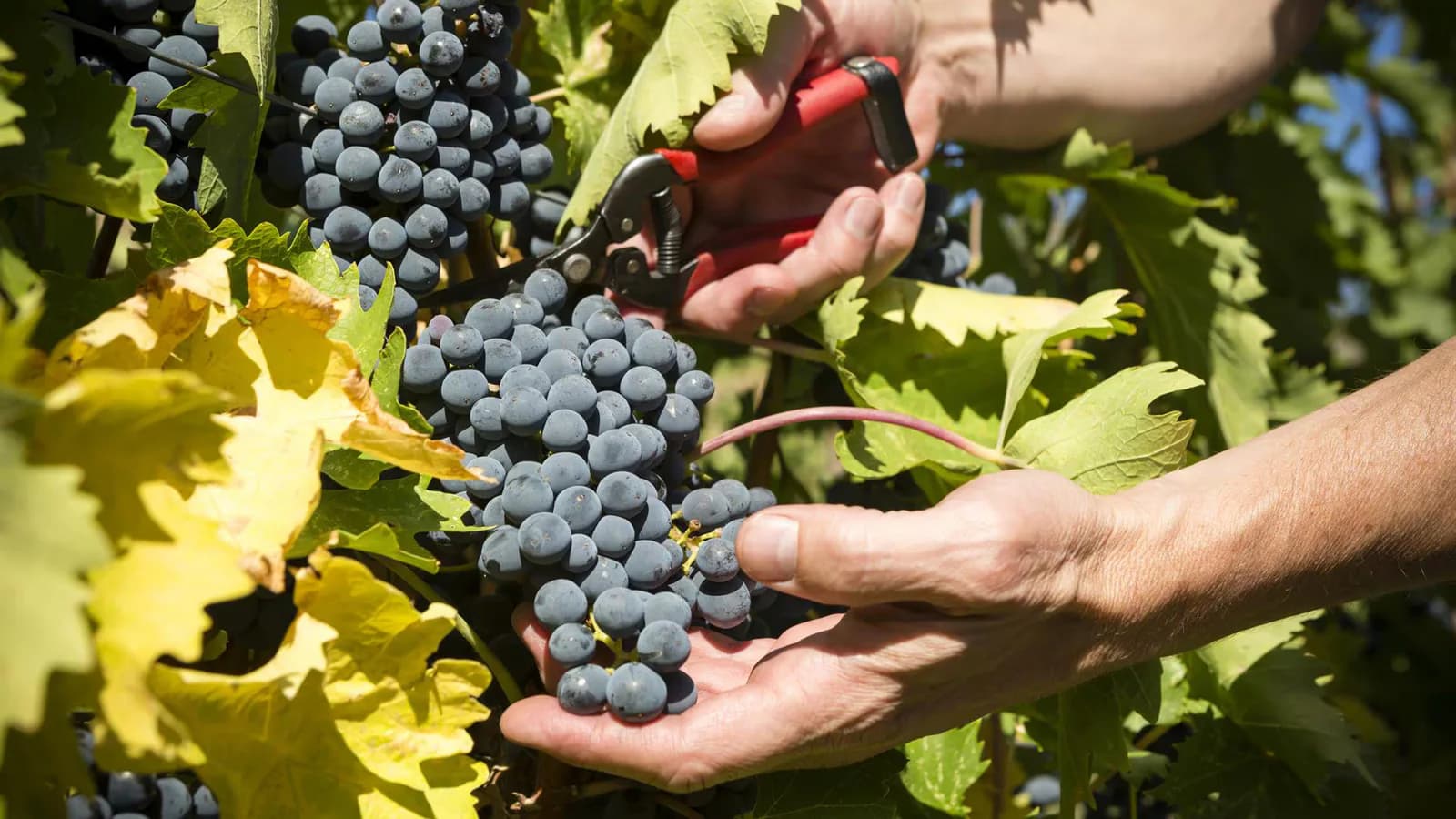 UAGA anticipa una vendimia histórica en Rioja Alavesa y prevé una calidad excelente