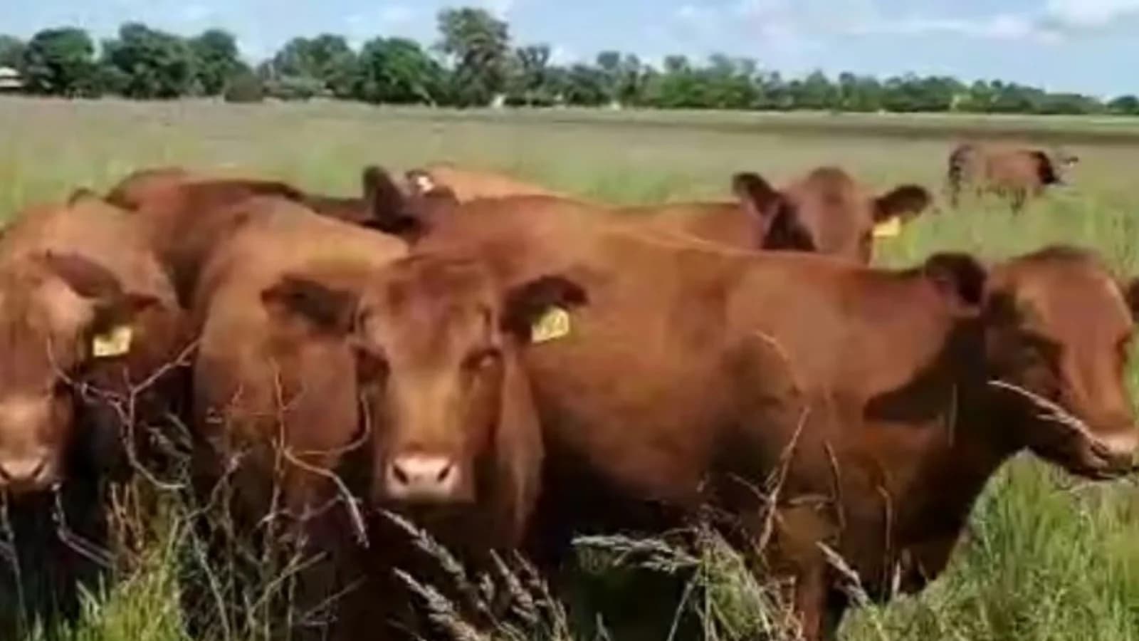 La continuidad del Ipcva divide a la cadena de la carne